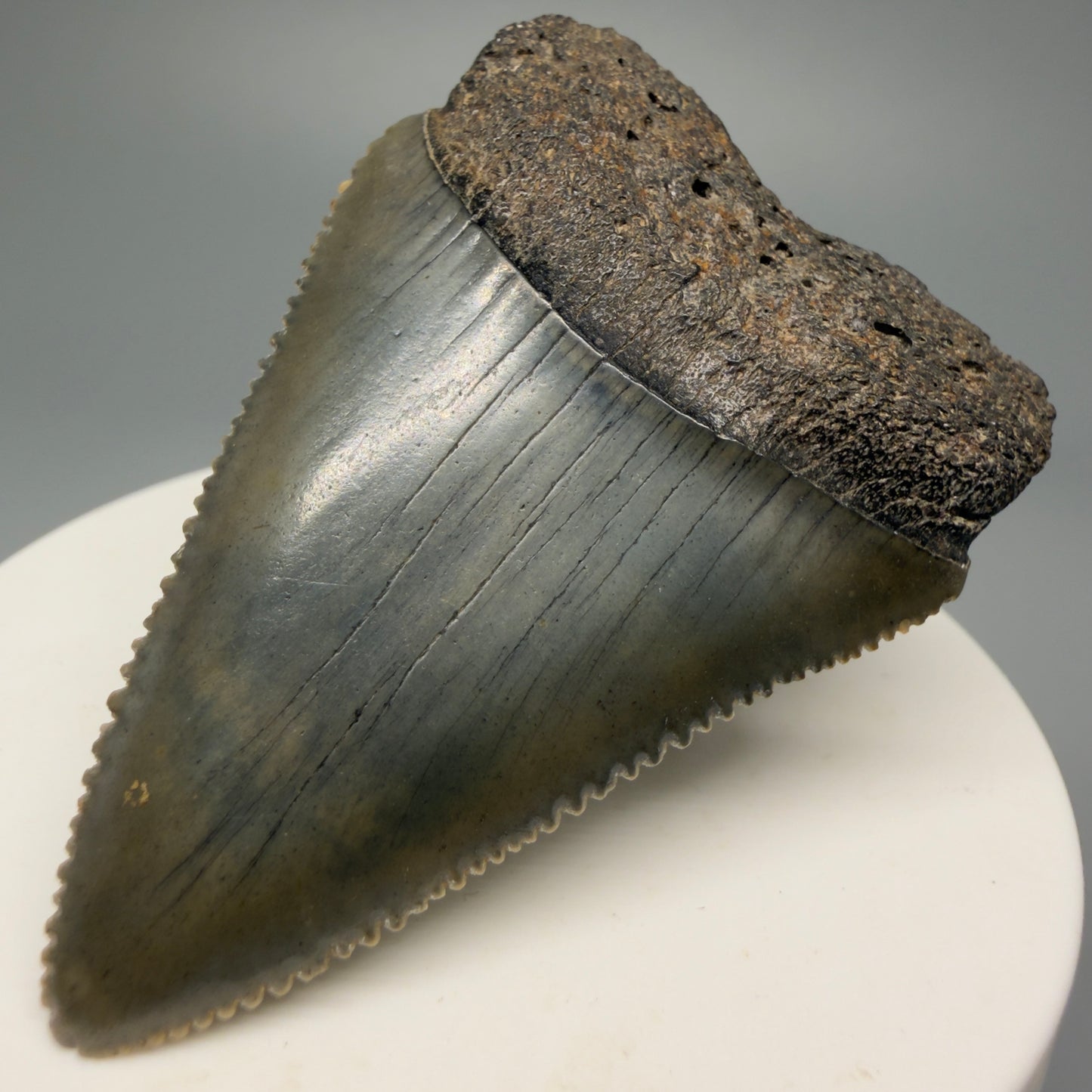 Front Right View Outstanding large size, sharply serrated 2.29" Fossil Great White Tooth for Sale GW1245 