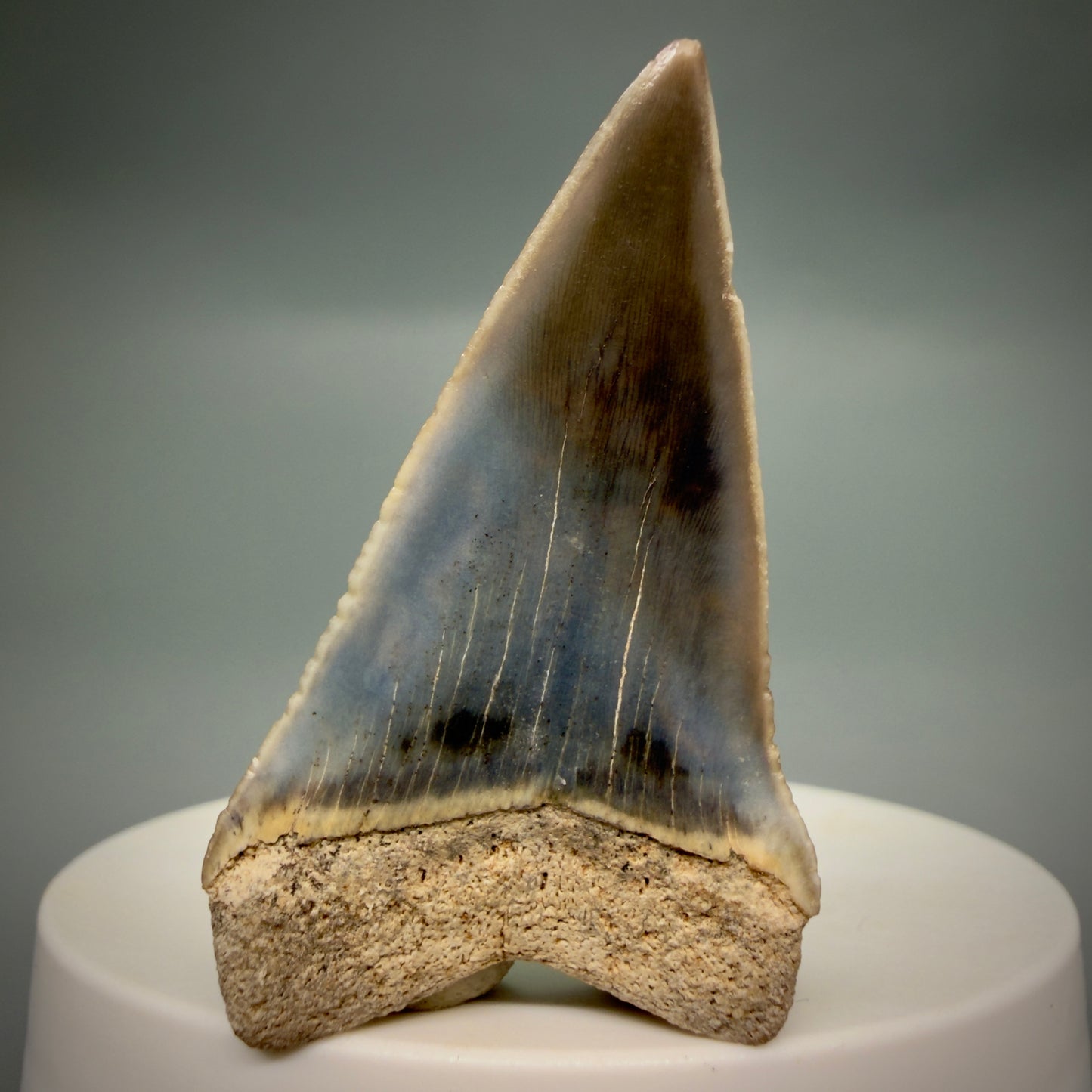 Back View Stunning, colorful 1.99" long Fossil Transitional Great White - Carcharodon hubbelli Tooth from Peru | Fossil for Sale GW1321