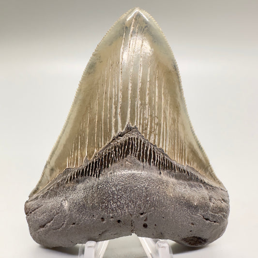 Sharply serrated 3.99 inch colorful fossil megalodon tooth from Southeast, USA CM4520 front