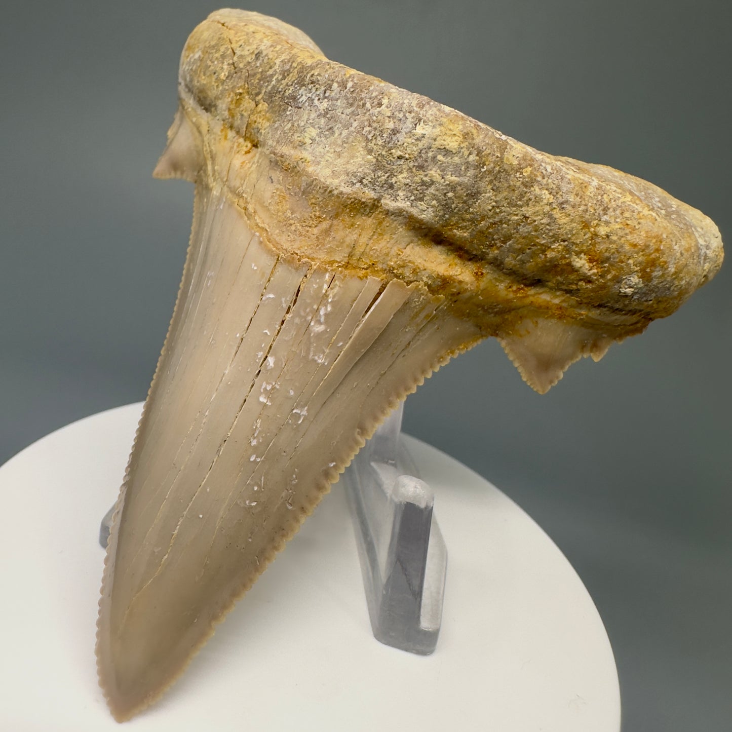 Large 3.61" Fossil Carcharocles sokolowi (auriculatus) Shark Tooth - Western Sahara AU387 - Front Right