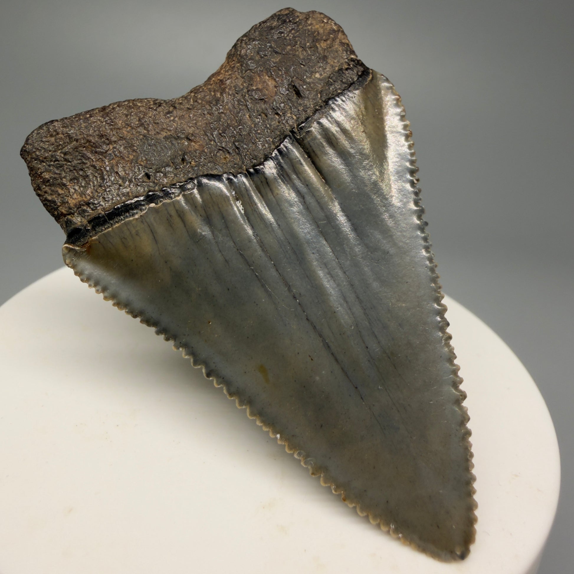 Back Left View Outstanding large size, sharply serrated 2.29" Fossil Great White Tooth for Sale GW1245 
