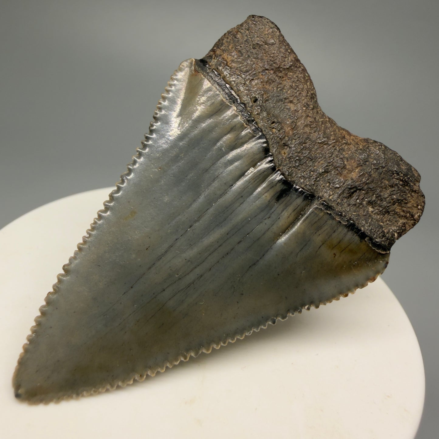 Back Right View Outstanding large size, sharply serrated 2.29" Fossil Great White Tooth for Sale GW1245 
