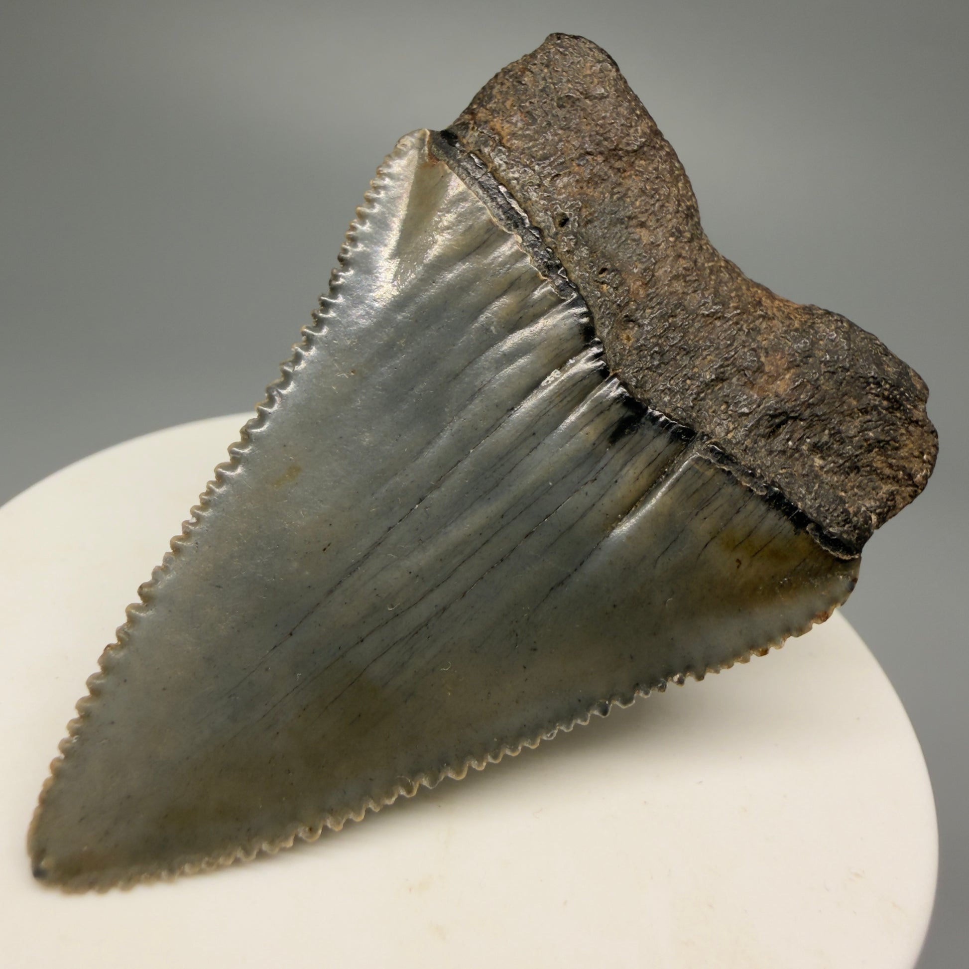 Back Right View Outstanding large size, sharply serrated 2.29" Fossil Great White Tooth for Sale GW1245 