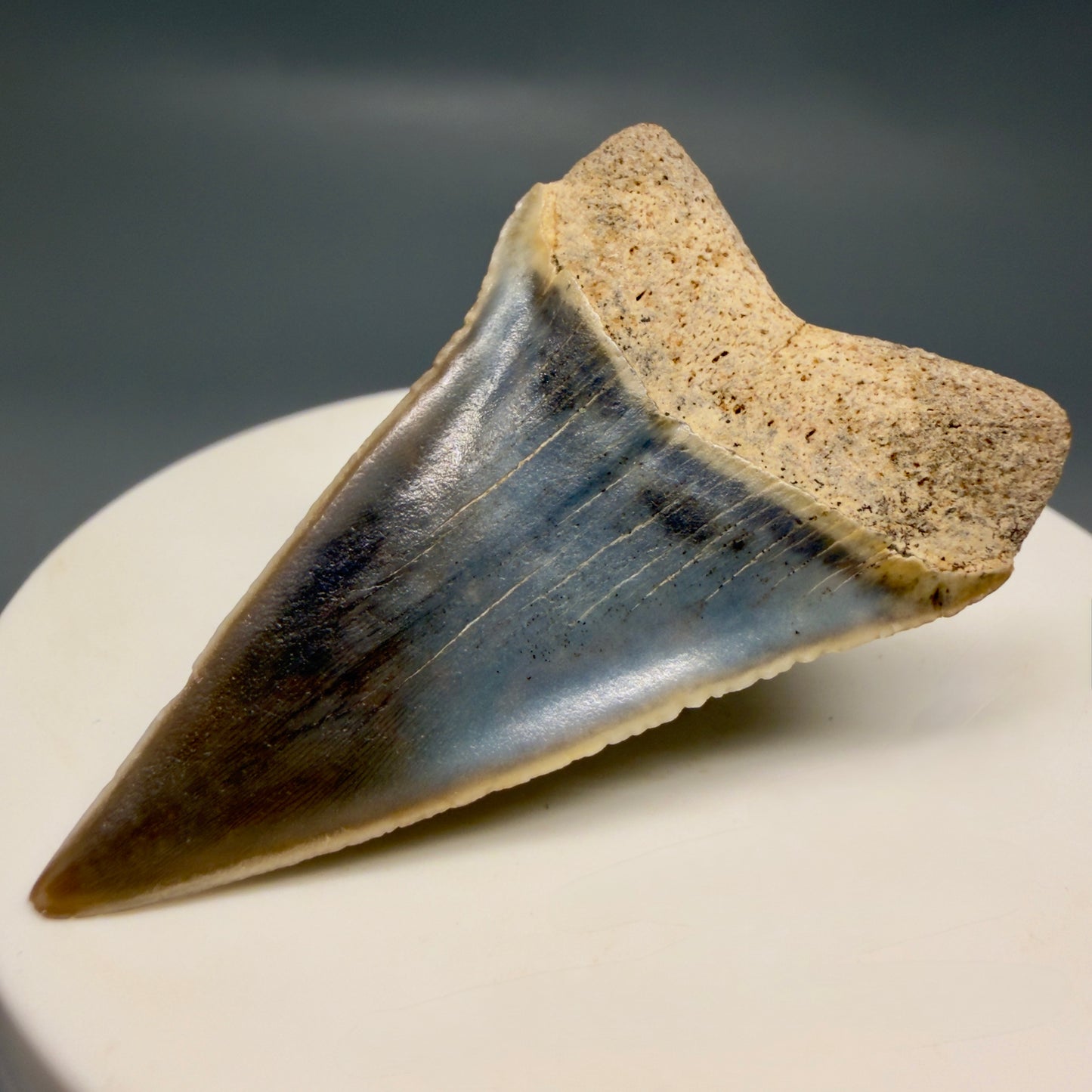 Back Right View Stunning, colorful 1.99" long Fossil Transitional Great White - Carcharodon hubbelli Tooth from Peru | Fossil for Sale GW1321