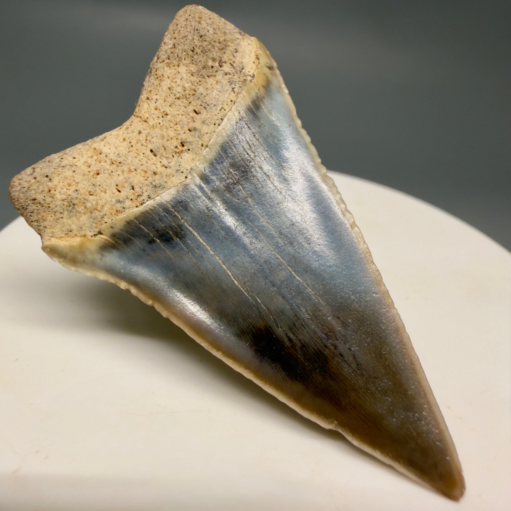 Back Left View Stunning, colorful 1.99" long Fossil Transitional Great White - Carcharodon hubbelli Tooth from Peru | Fossil for Sale GW1321