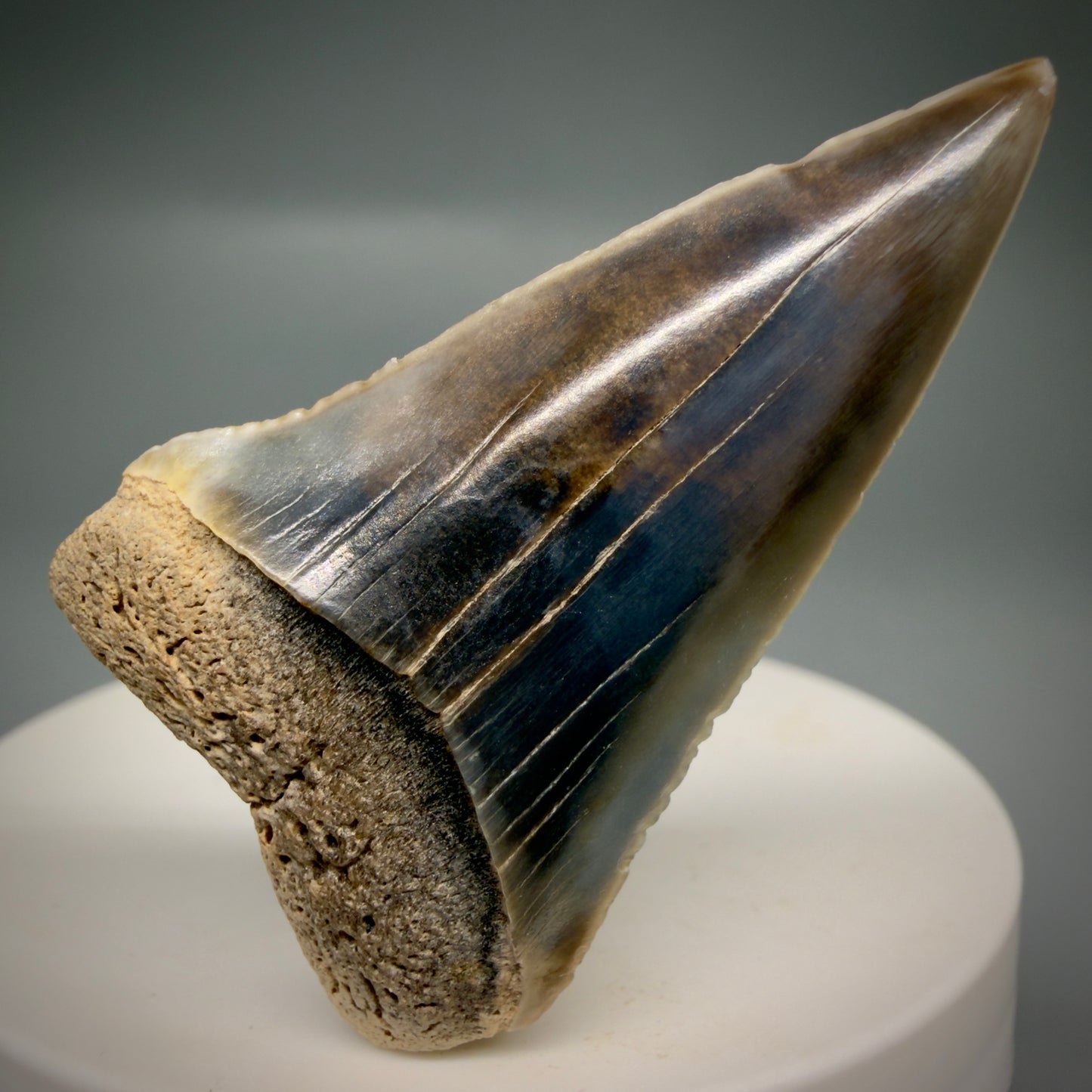 Front View Stunning, colorful 1.99" long Fossil Transitional Great White - Carcharodon hubbelli Tooth from Peru | Fossil for Sale GW1321 - 1