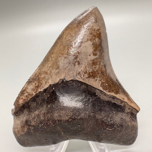 3.61 inches Red and brown serrated Megalodon shark tooth from Georgia front