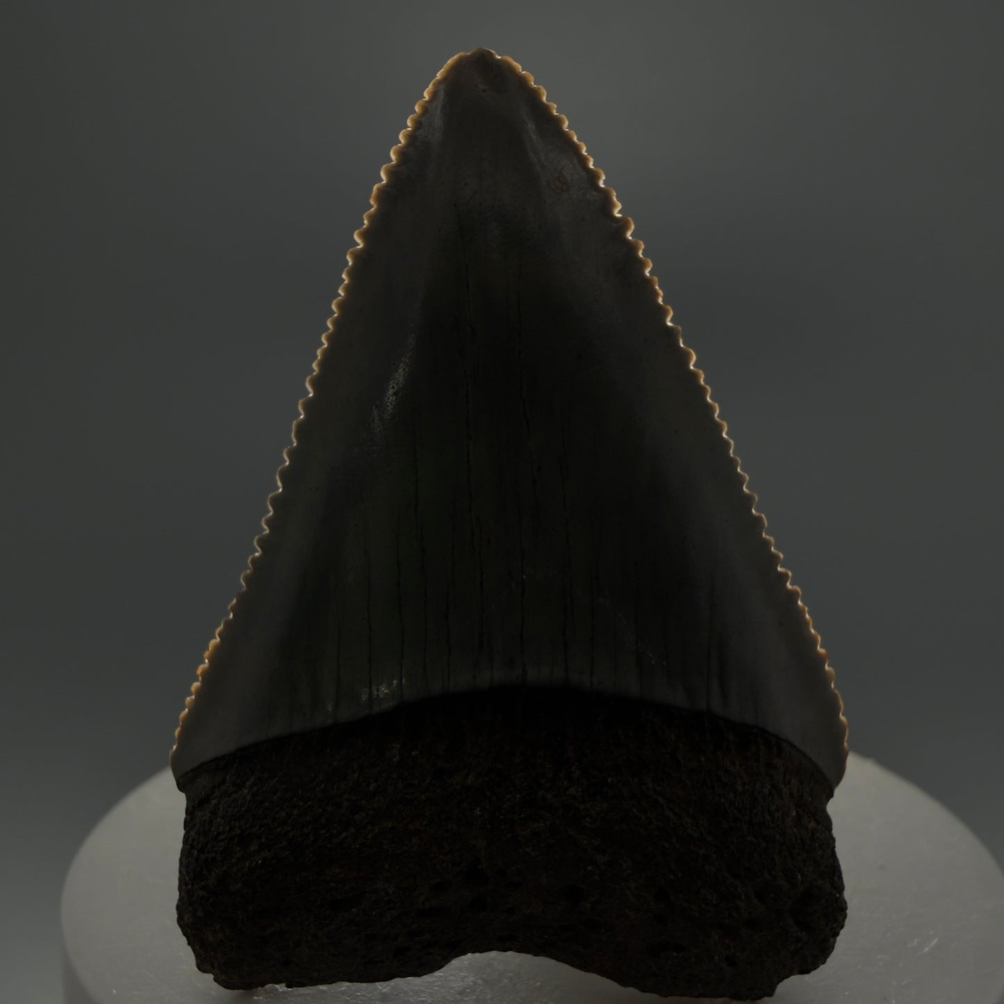Front View Outstanding large size, sharply serrated 2.29" Fossil Great White Tooth for Sale GW1245 - 3