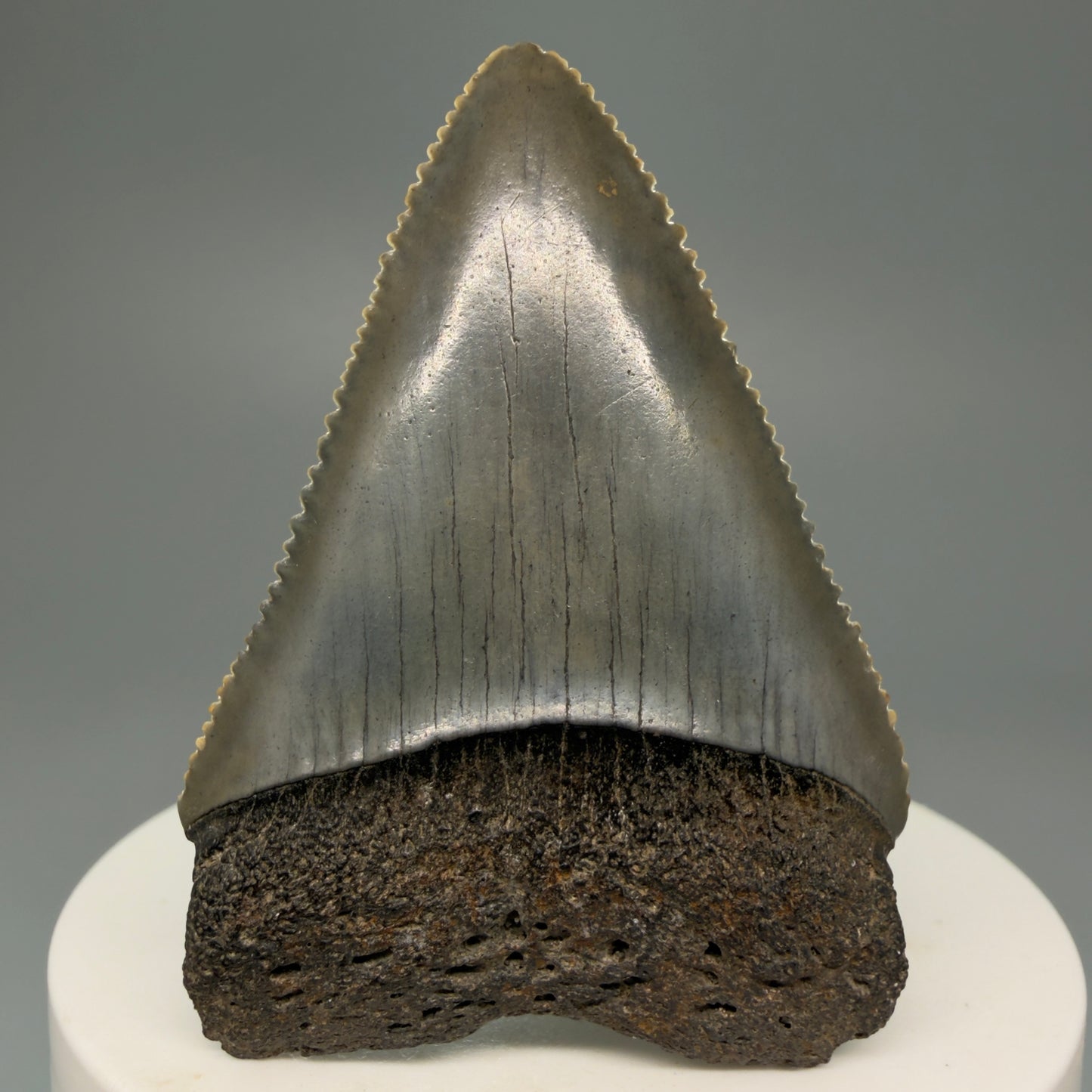 Front View Outstanding large size, sharply serrated 2.29" Fossil Great White Tooth for Sale GW1245 - 1
