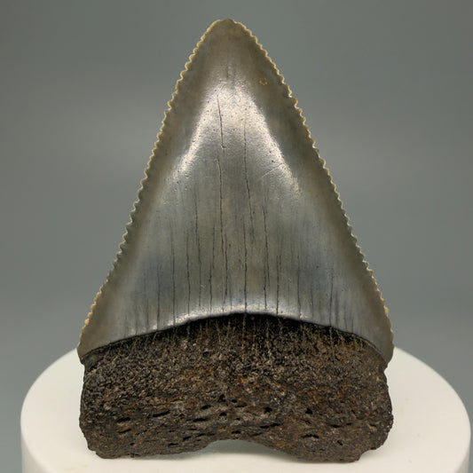 Front View Outstanding large size, sharply serrated 2.29" Fossil Great White Tooth for Sale GW1245 - 1