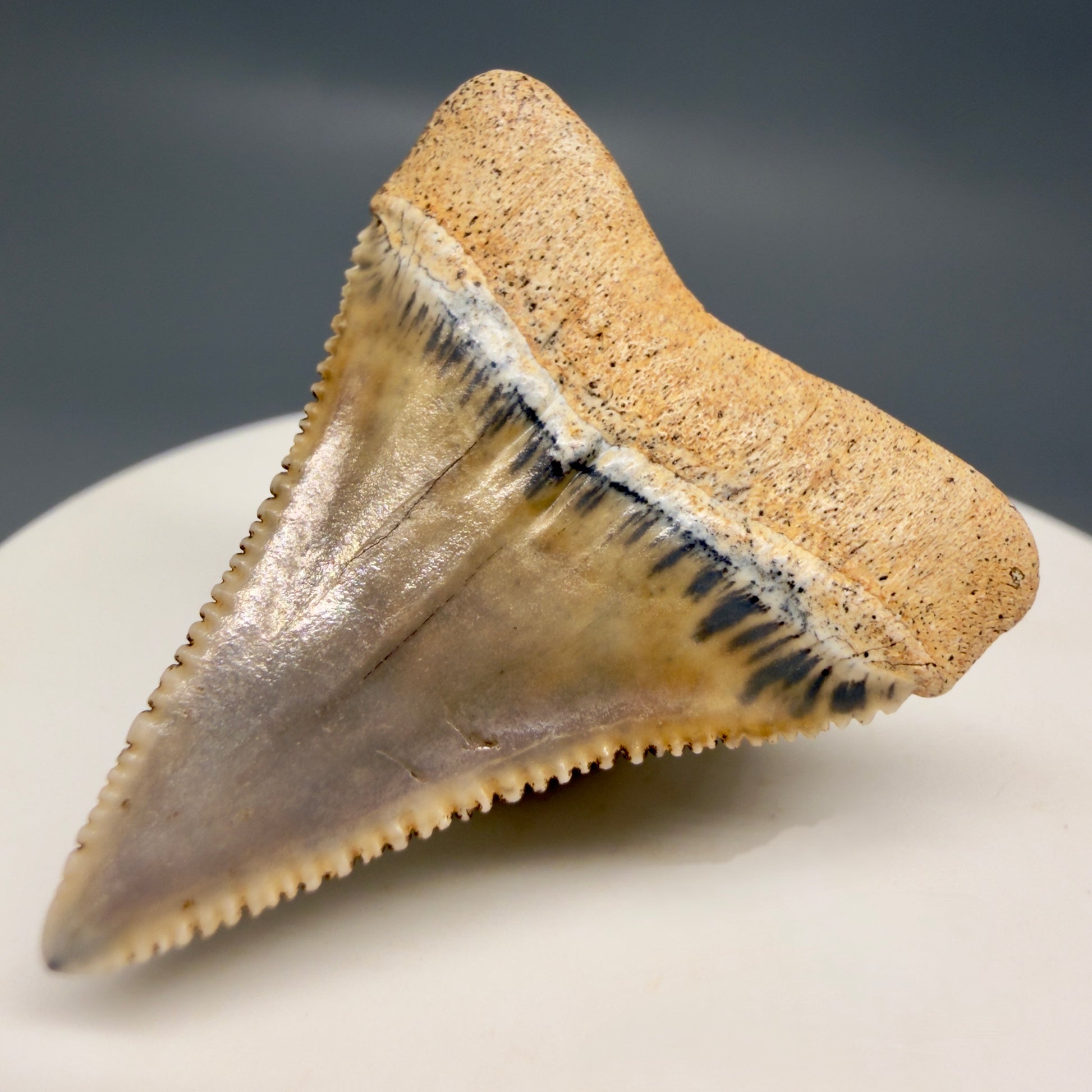 Back Right View Outstanding 1.38" long Fossil Great White Tooth from the deserts of Peru GW1318