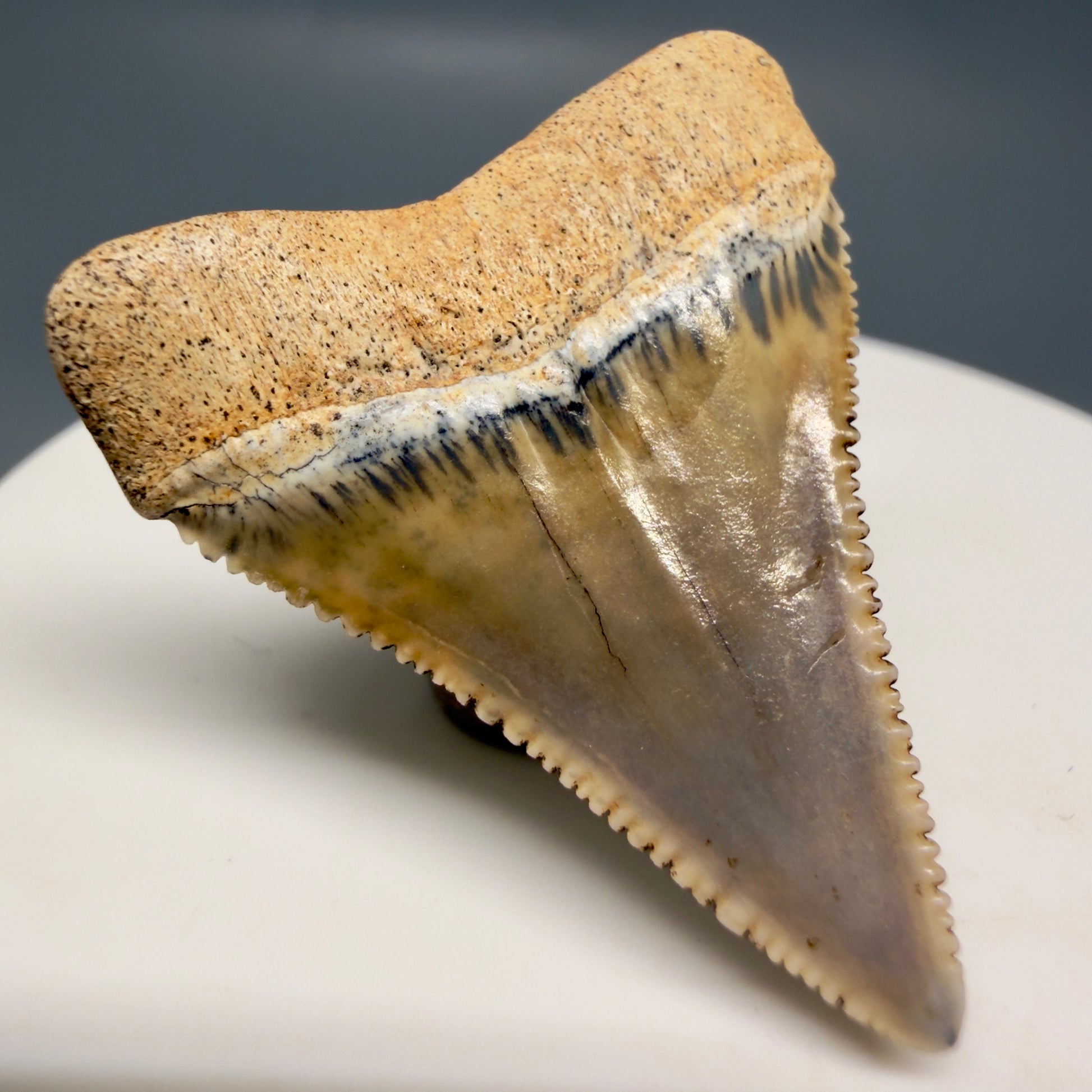 Back Left View Outstanding 1.38" long Fossil Great White Tooth from the deserts of Peru GW1318