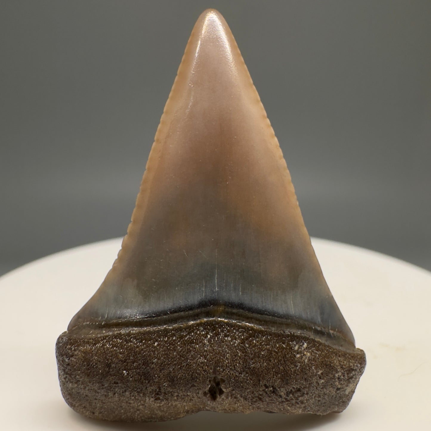 Very colorful 1.40" Colorful Fossil Great White Shark Tooth from Sacaco, Peru GW1200 - Front
