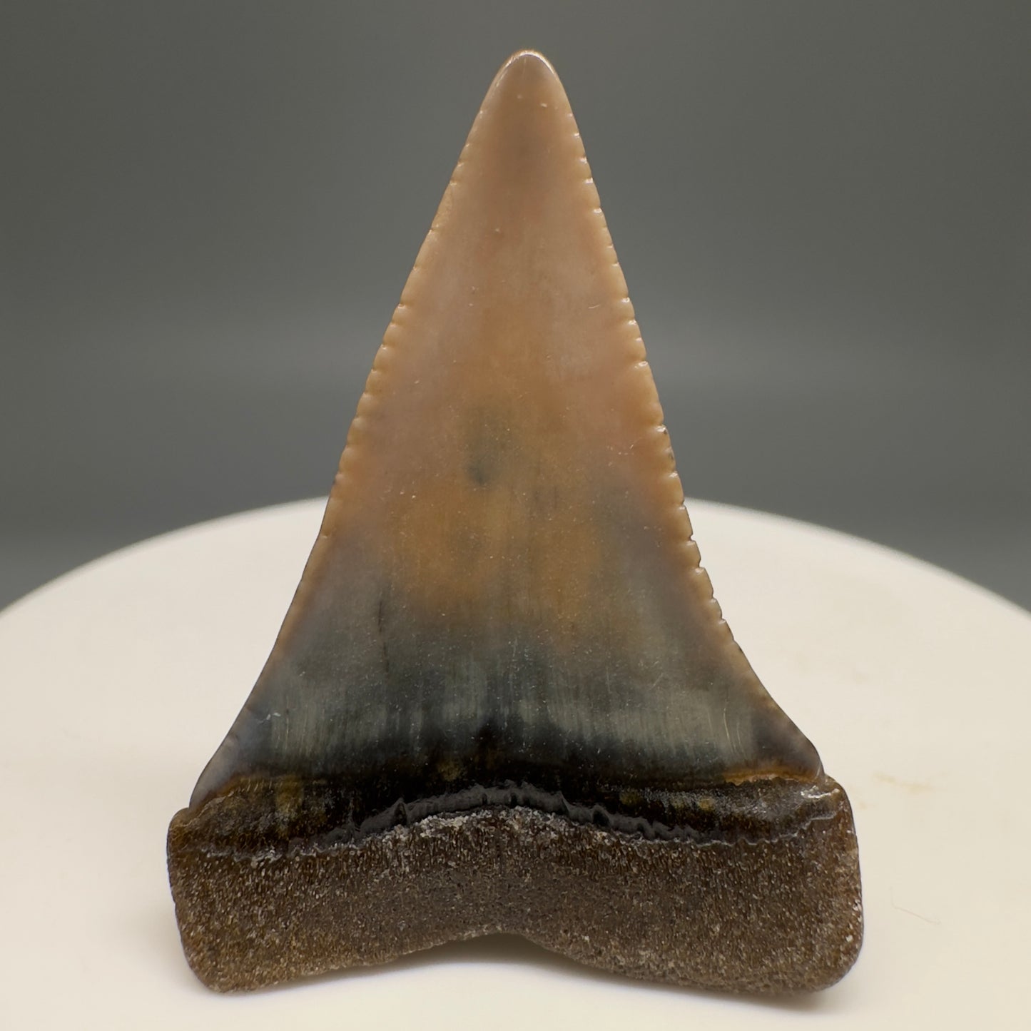 Very colorful 1.40" Colorful Fossil Great White Shark Tooth from Sacaco, Peru GW1200 - Back