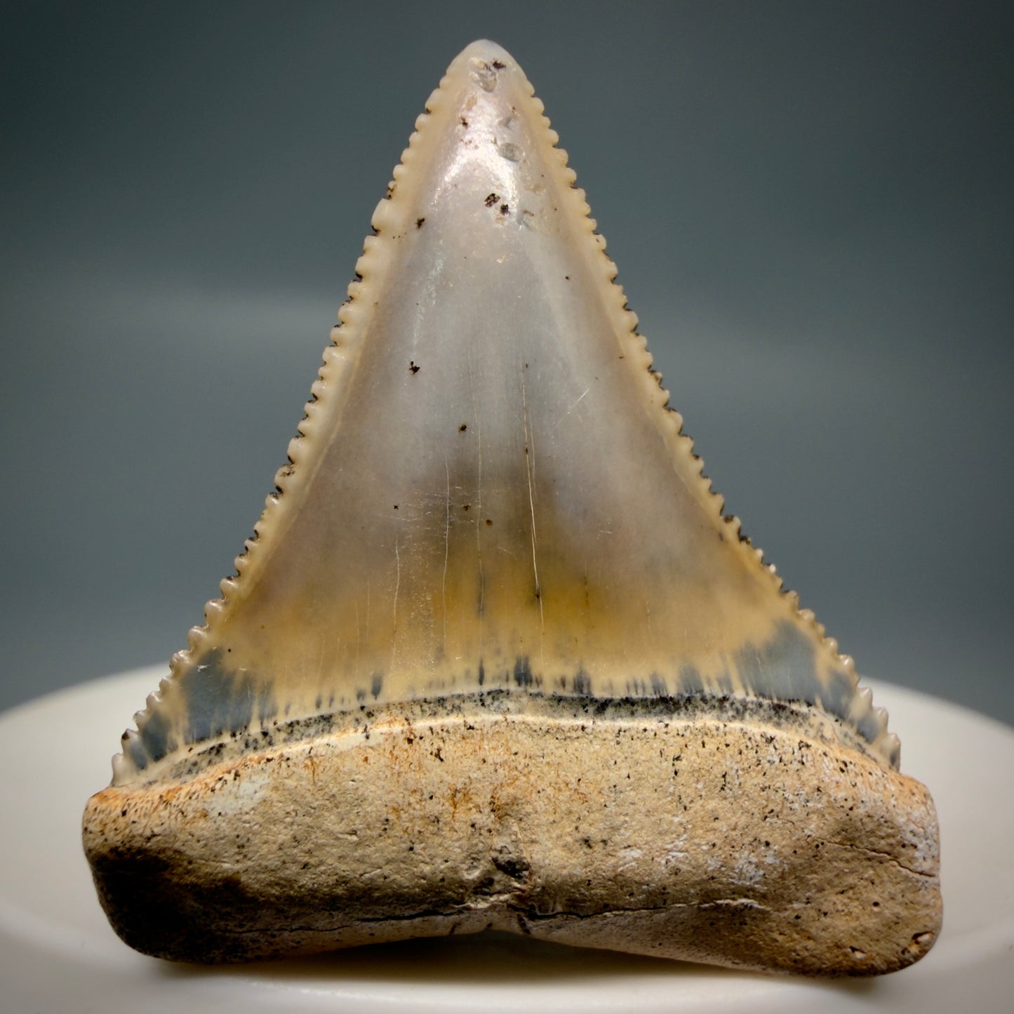 Front View Outstanding 1.38" long Fossil Great White Tooth from the deserts of Peru GW1318 - 1