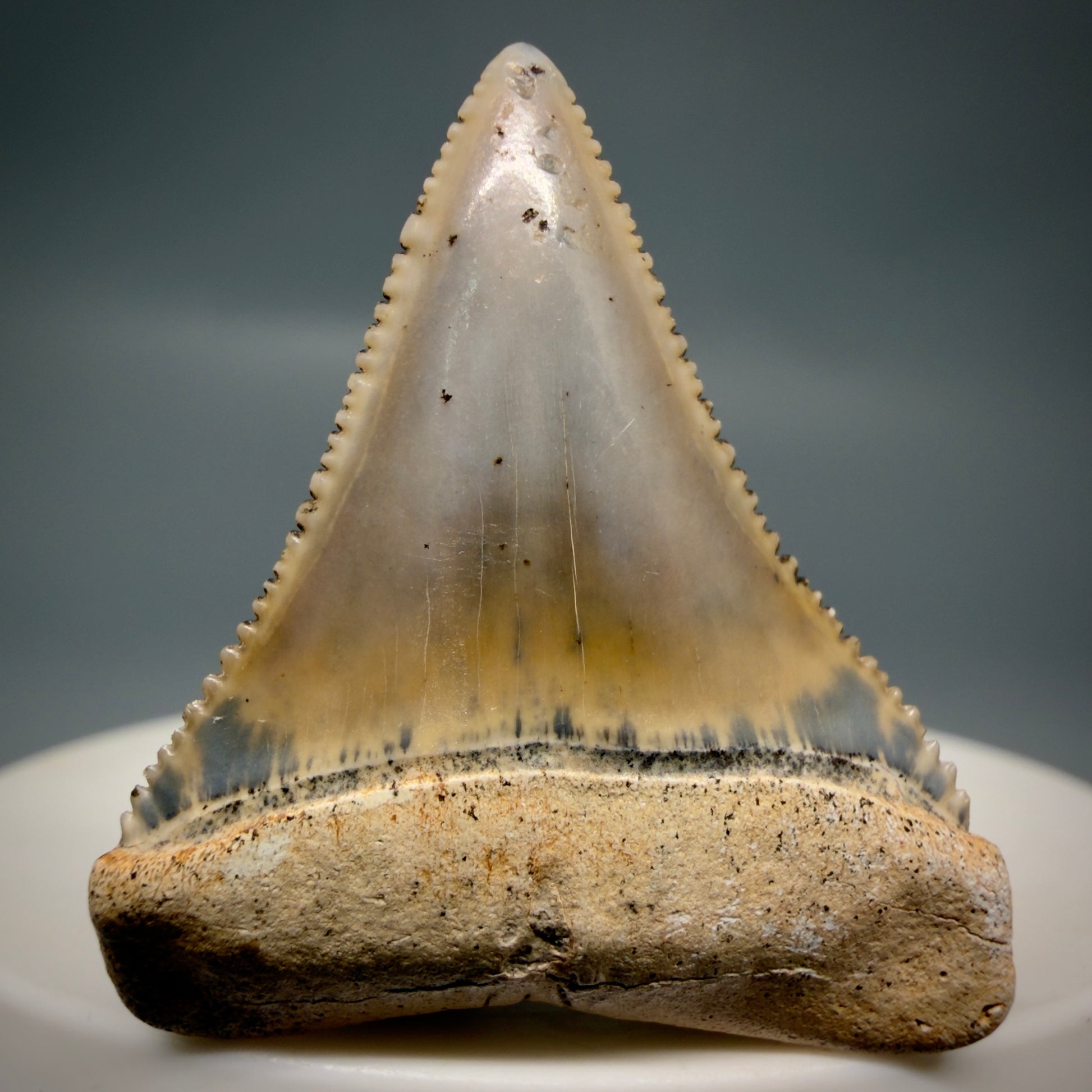 Front View Outstanding 1.38" long Fossil Great White Tooth from the deserts of Peru GW1318 - 1