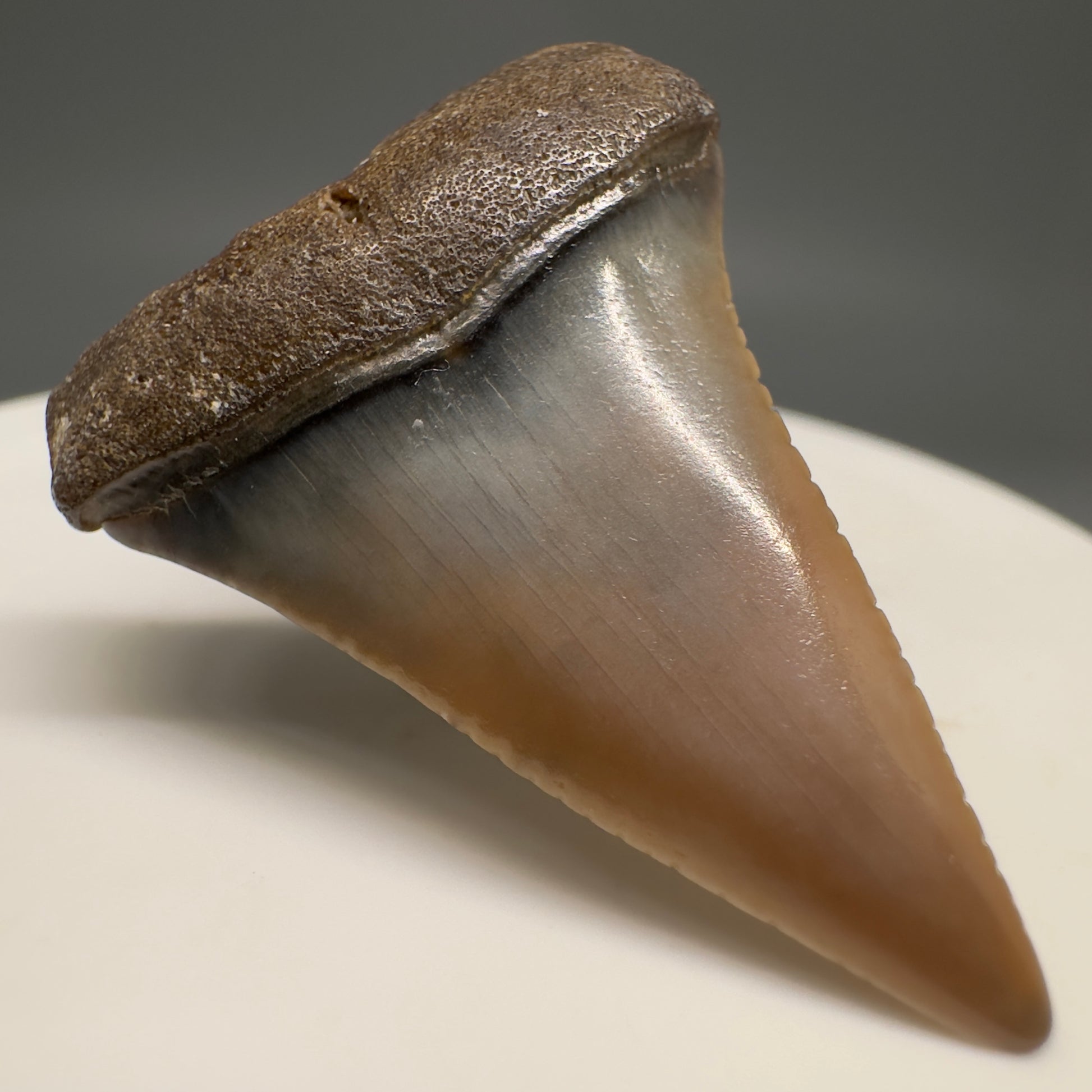 Very colorful 1.40" Colorful Fossil Great White Shark Tooth from Sacaco, Peru GW1200 - Front Left