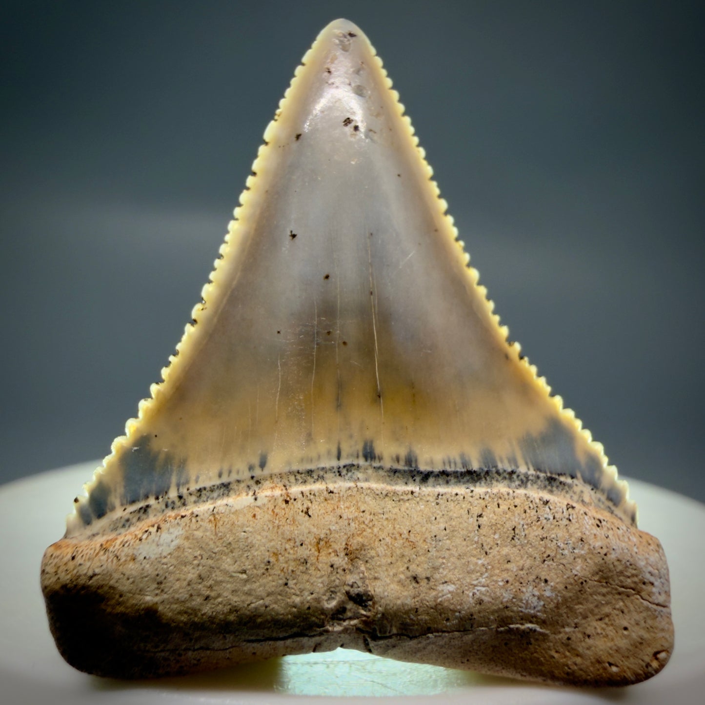 Front View Outstanding 1.38" long Fossil Great White Tooth from the deserts of Peru GW1318 - 3