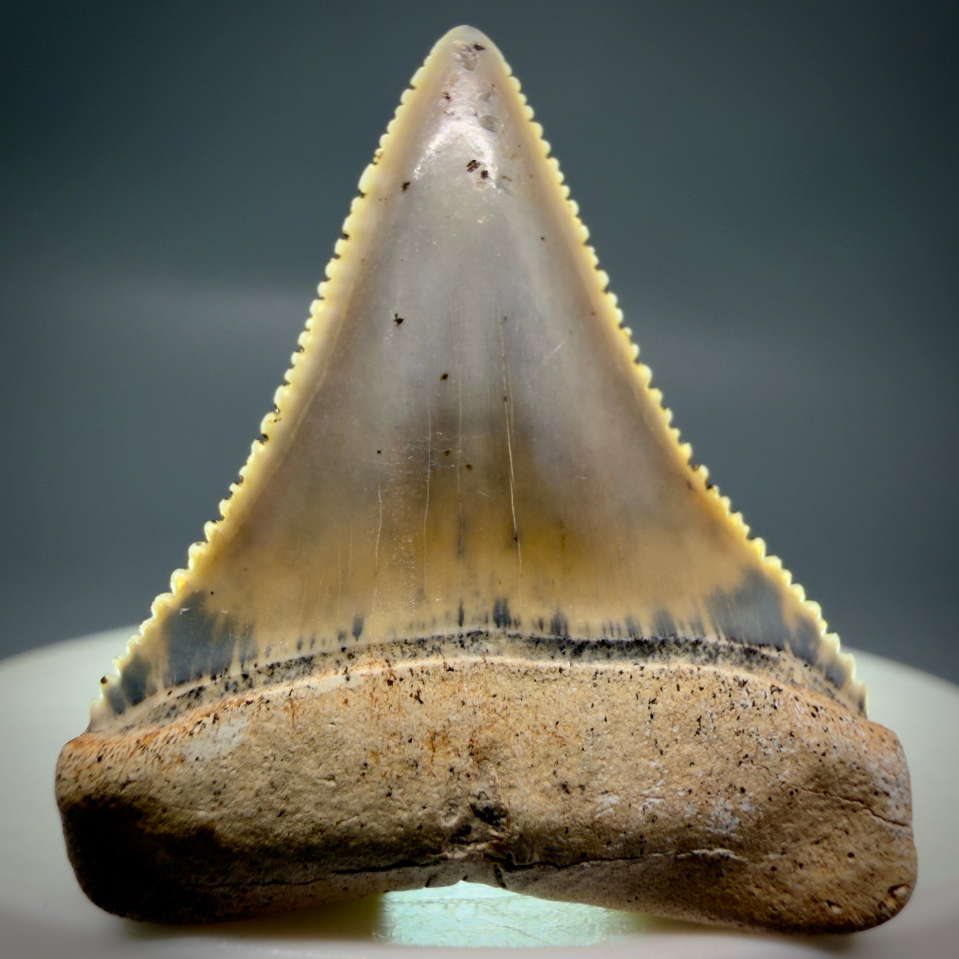Front View Outstanding 1.38" long Fossil Great White Tooth from the deserts of Peru GW1318 - 3