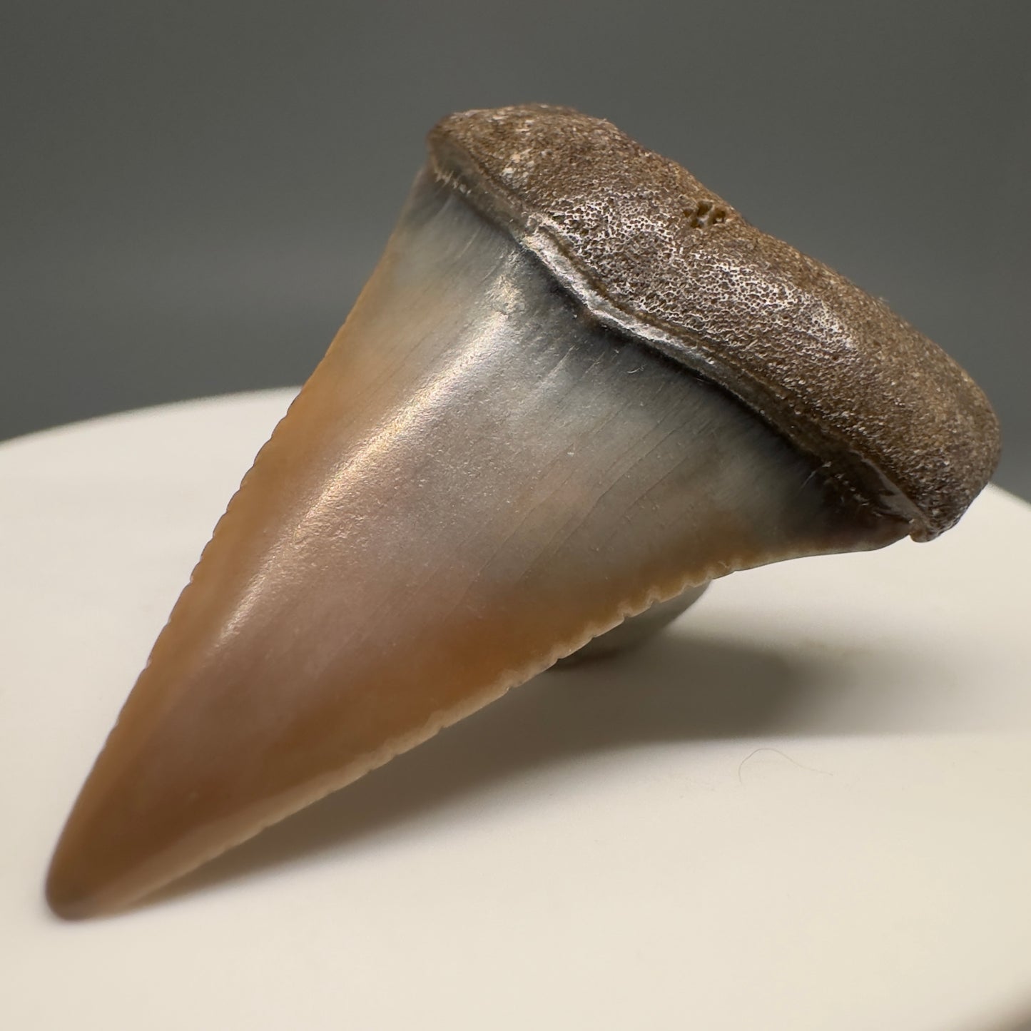 Very colorful 1.40" Colorful Fossil Great White Shark Tooth from Sacaco, Peru GW1200 - Front Right