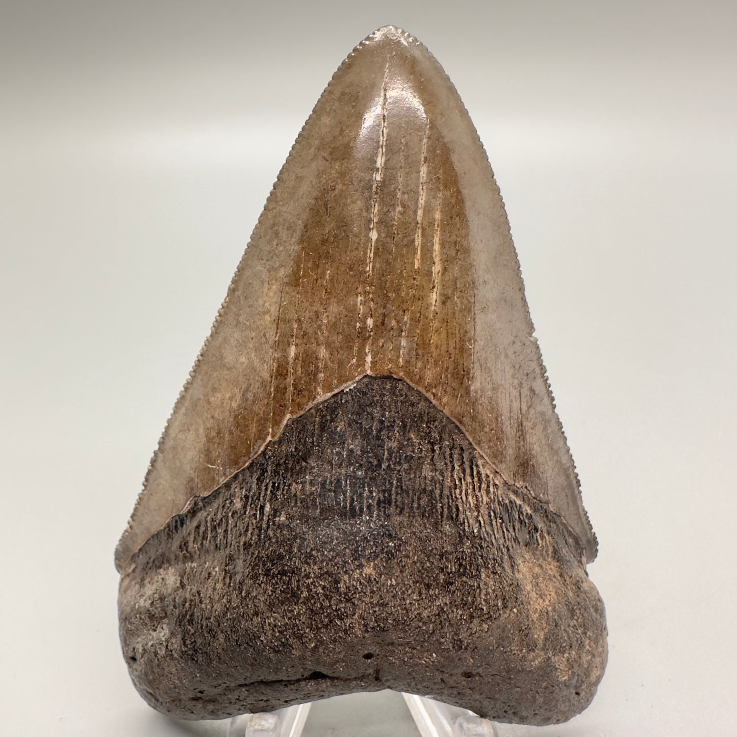 Brown serrated 3.76 inch Megalodon shark tooth from Georgia CM4519 front