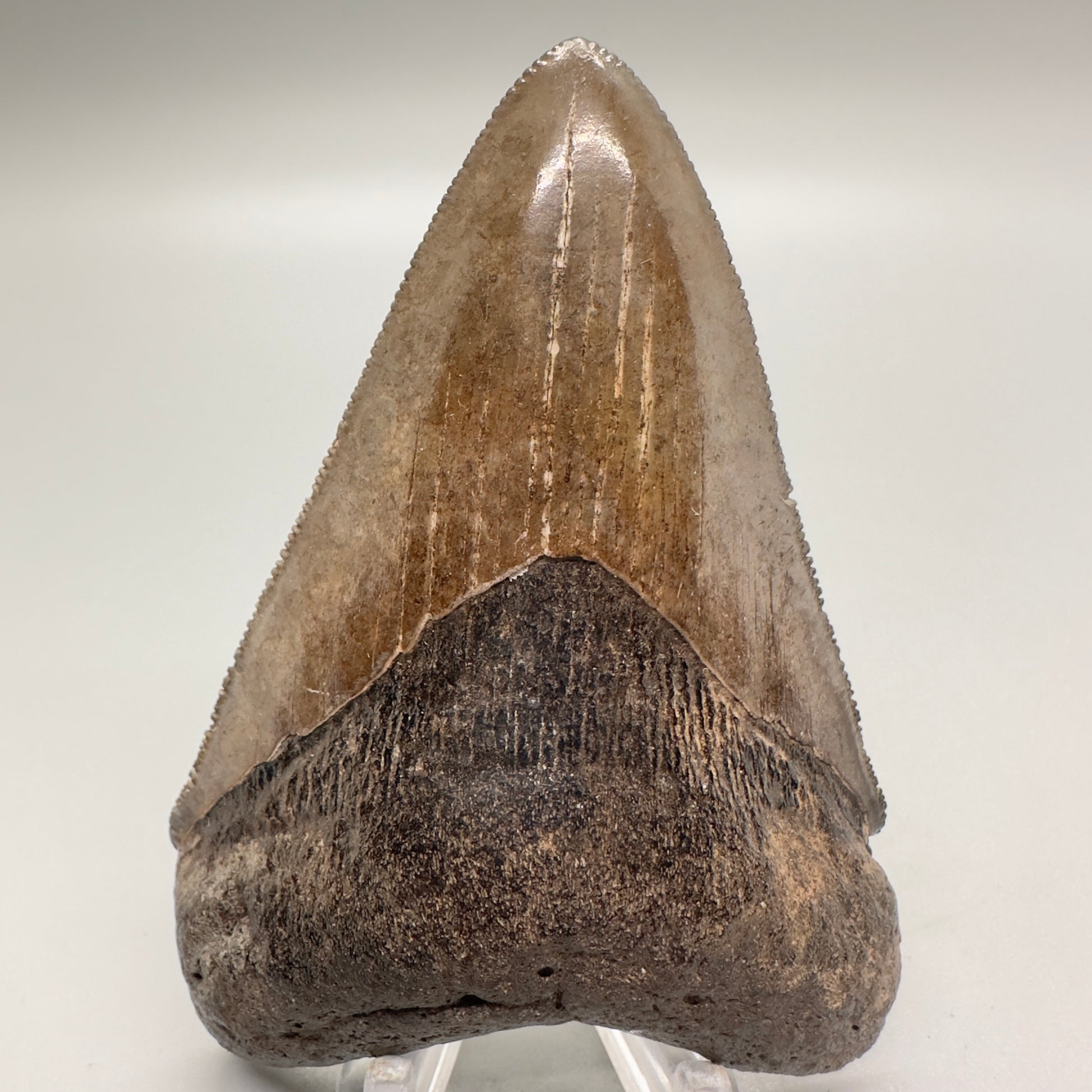 Brown serrated 3.76 inch Megalodon shark tooth from Georgia CM4519 front