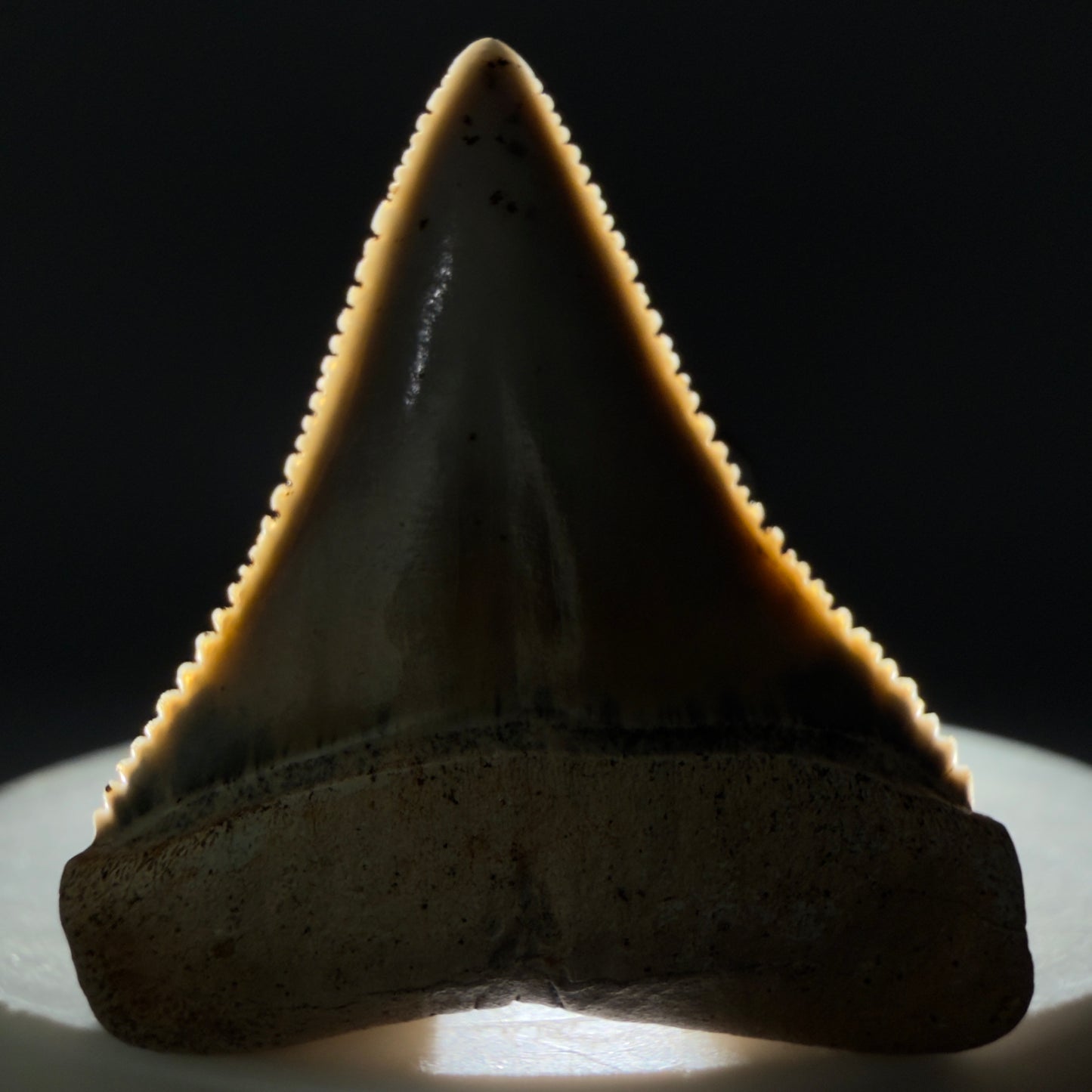 Front View Outstanding 1.38" long Fossil Great White Tooth from the deserts of Peru GW1318 - 2
