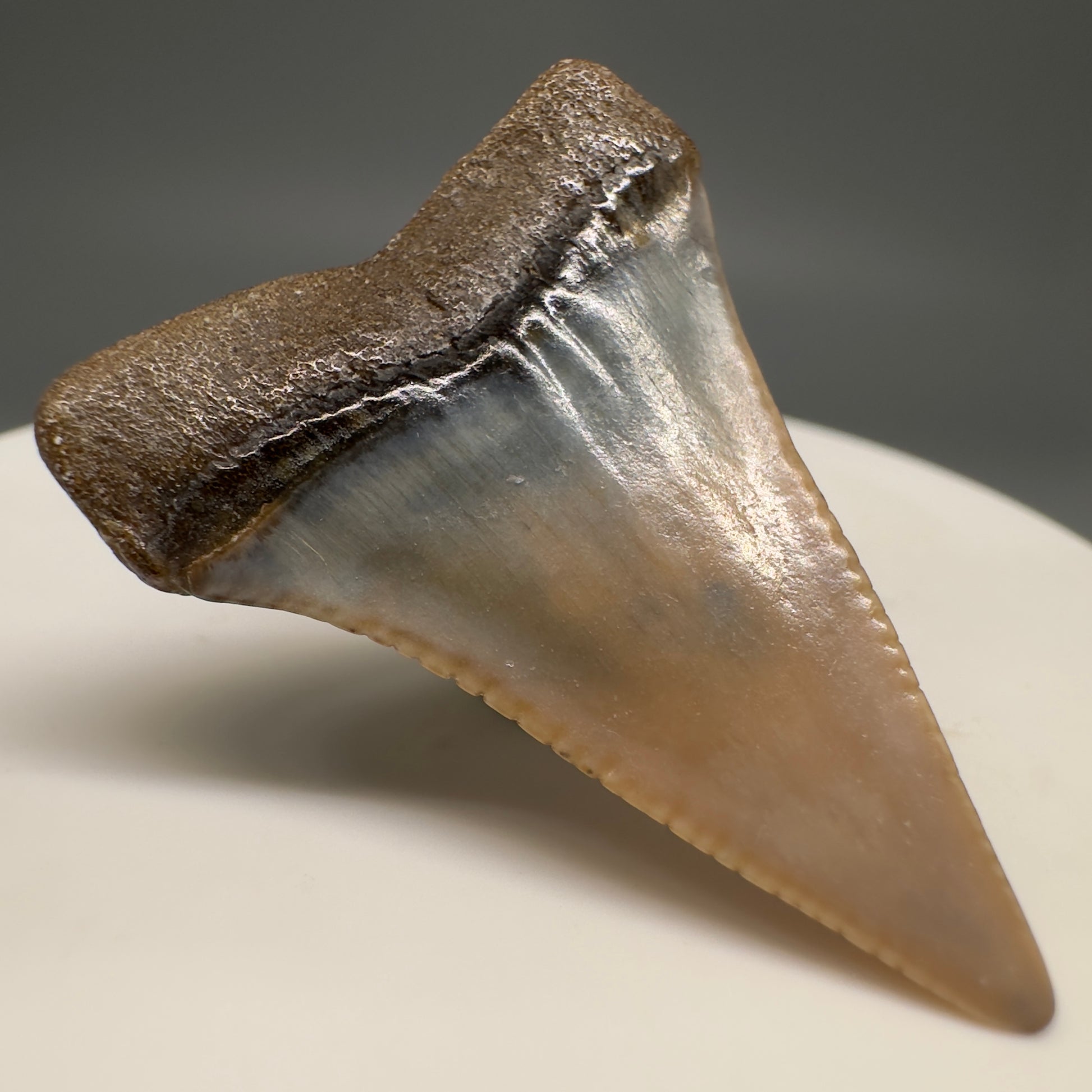 Very colorful 1.40" Colorful Fossil Great White Shark Tooth from Sacaco, Peru GW1200 - Back Left
