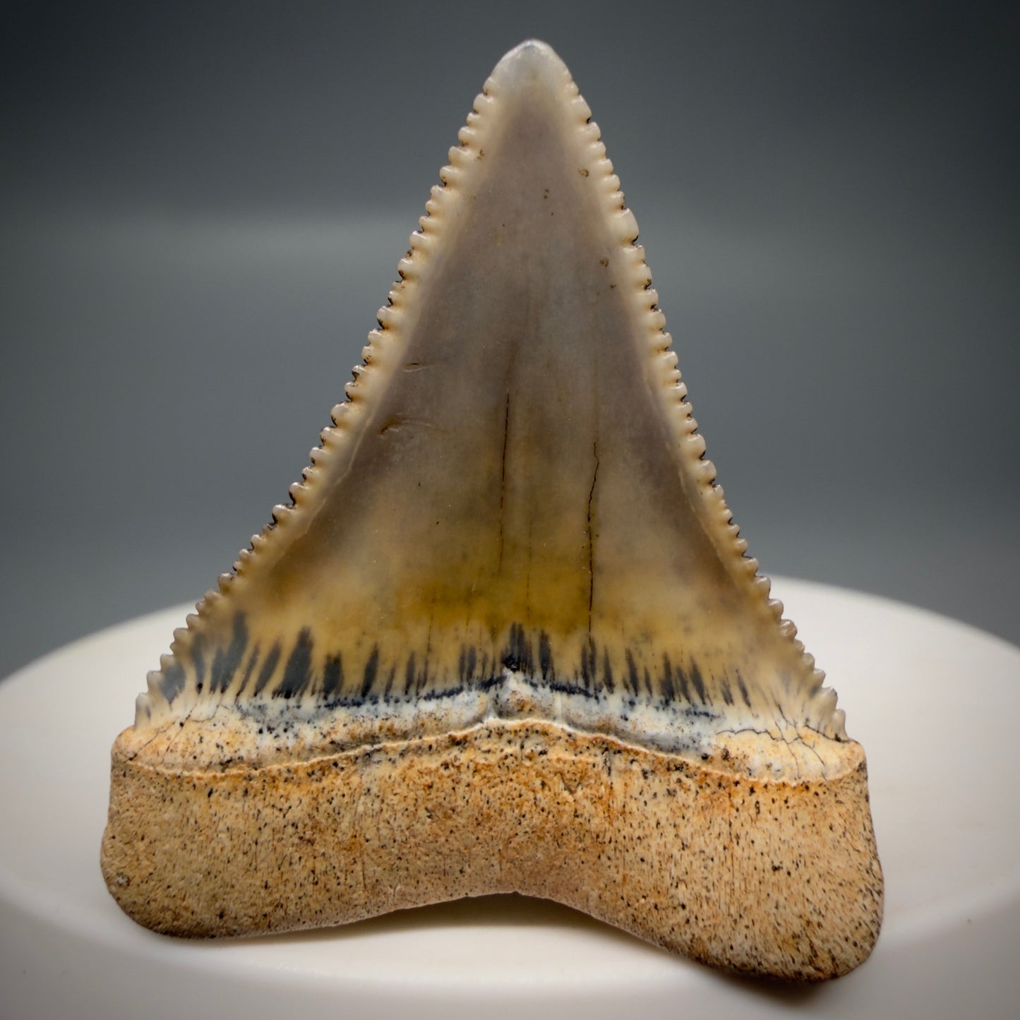 Back View Outstanding 1.38" long Fossil Great White Tooth from the deserts of Peru GW1318