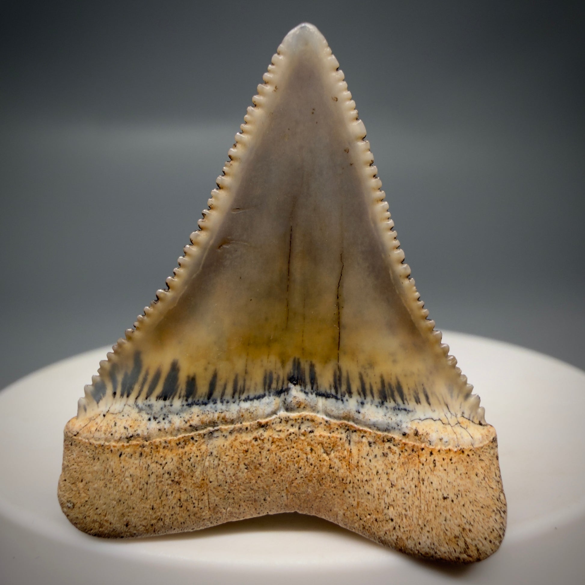 Back View Outstanding 1.38" long Fossil Great White Tooth from the deserts of Peru GW1318