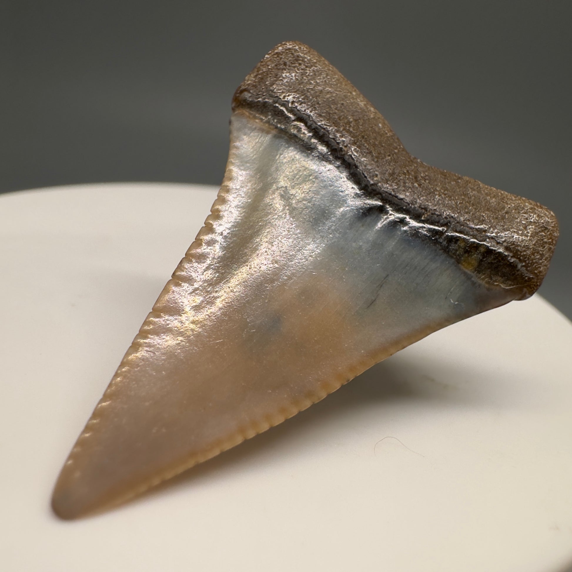 Very colorful 1.40" Colorful Fossil Great White Shark Tooth from Sacaco, Peru GW1200 - Back Right