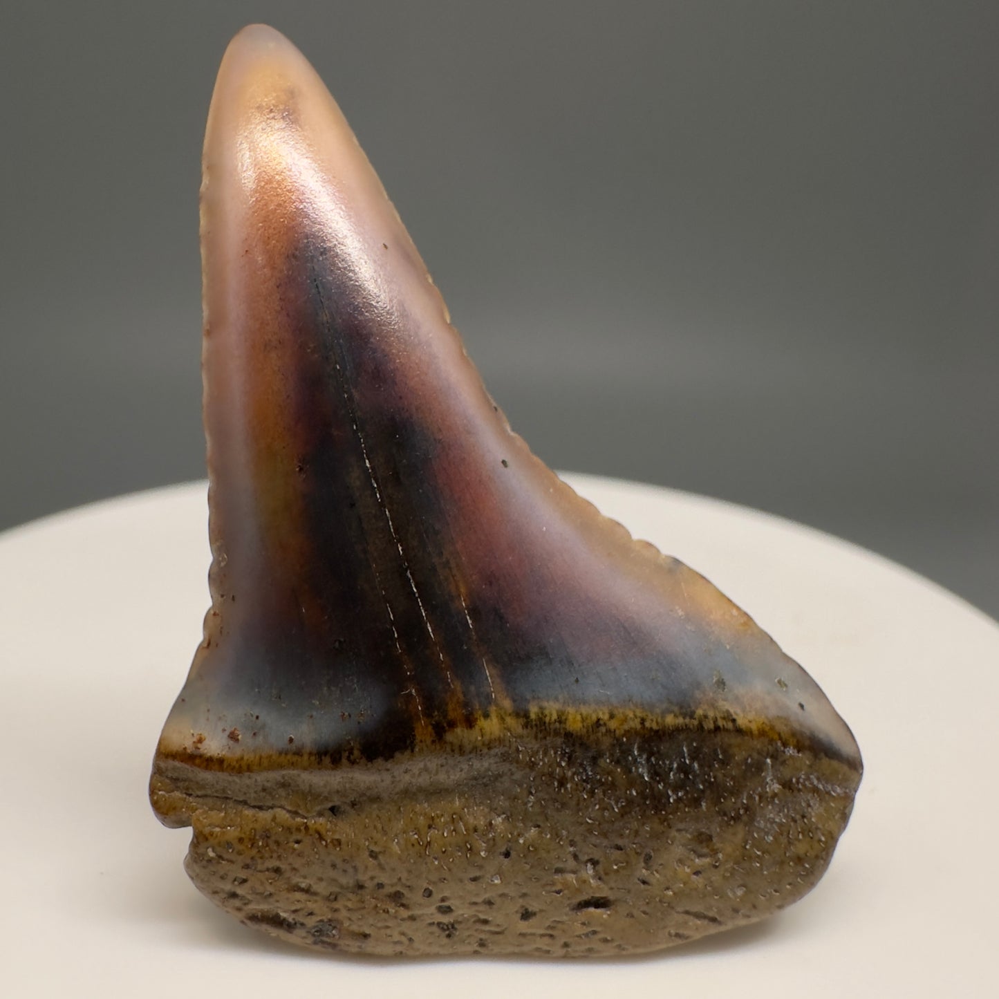 Very colorful 1.48" Fossil Great White Shark Tooth from Sacaco, Peru GW1201 - Front