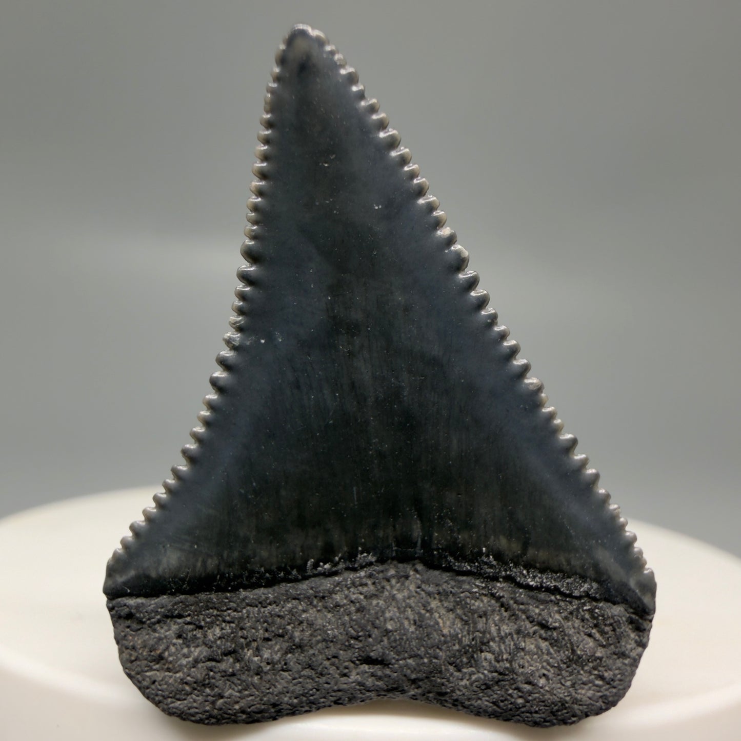 Back View Gorgeous dark colors, serrated 1.32" Fossil Great White Shark Tooth - South Carolina GW1325