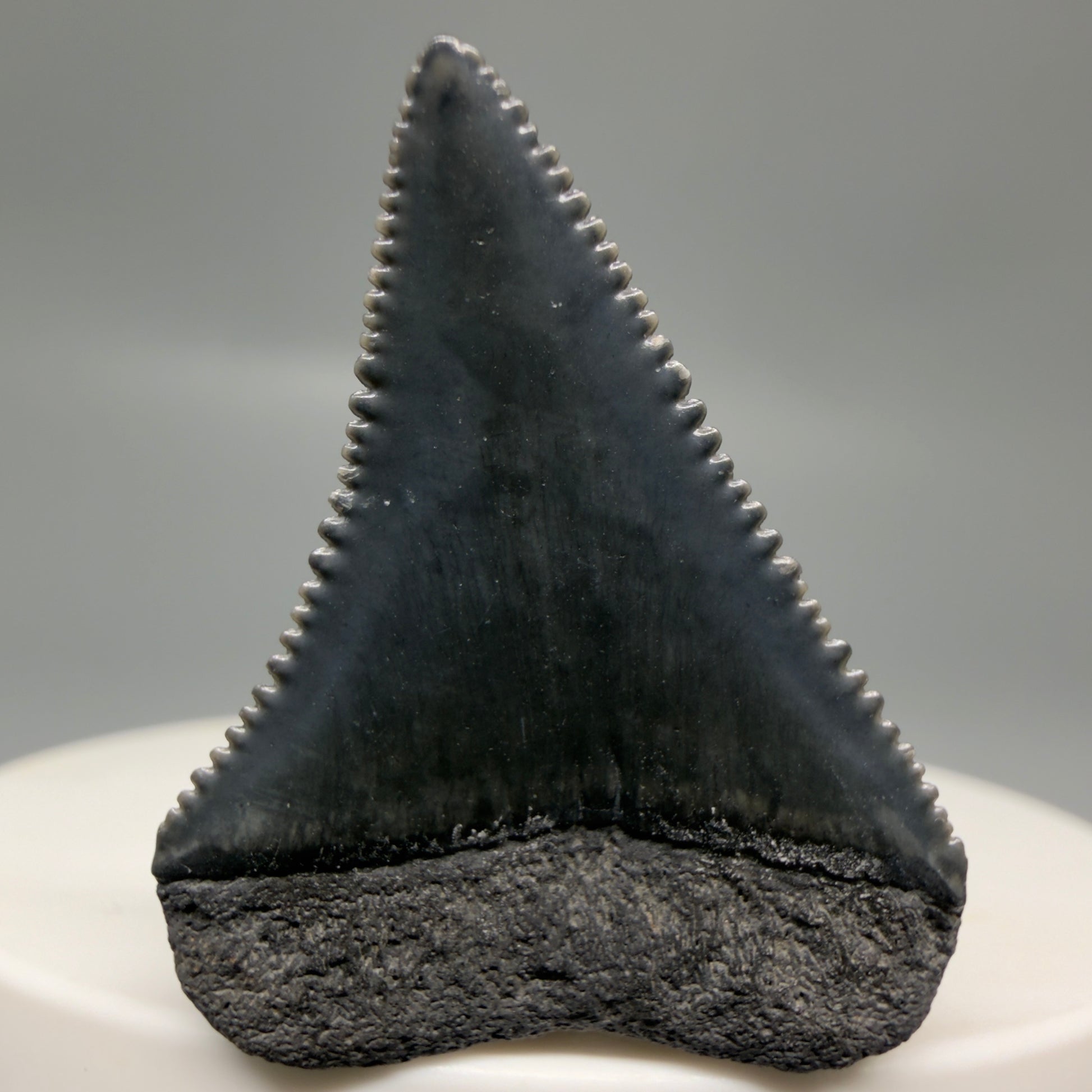 Back View Gorgeous dark colors, serrated 1.32" Fossil Great White Shark Tooth - South Carolina GW1325