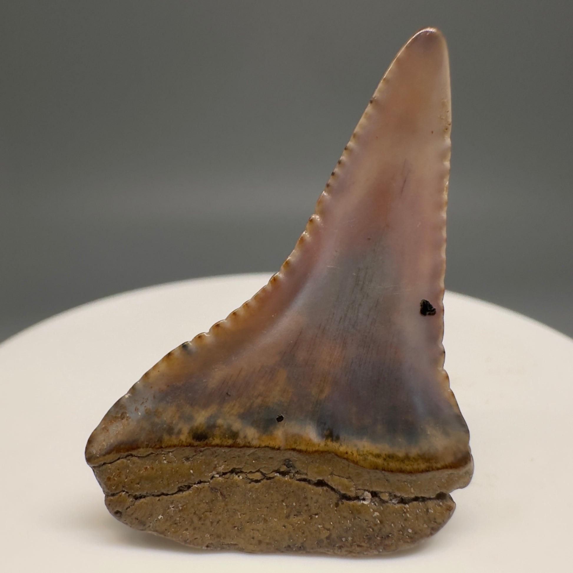 Very colorful 1.48" Fossil Great White Shark Tooth from Sacaco, Peru GW1201 - Back