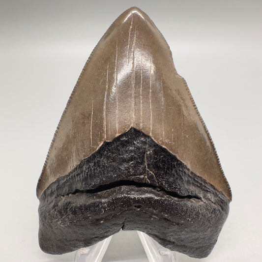 Brown serrated 3.60 inch Megalodon shark tooth from Georgia CM4514 front
