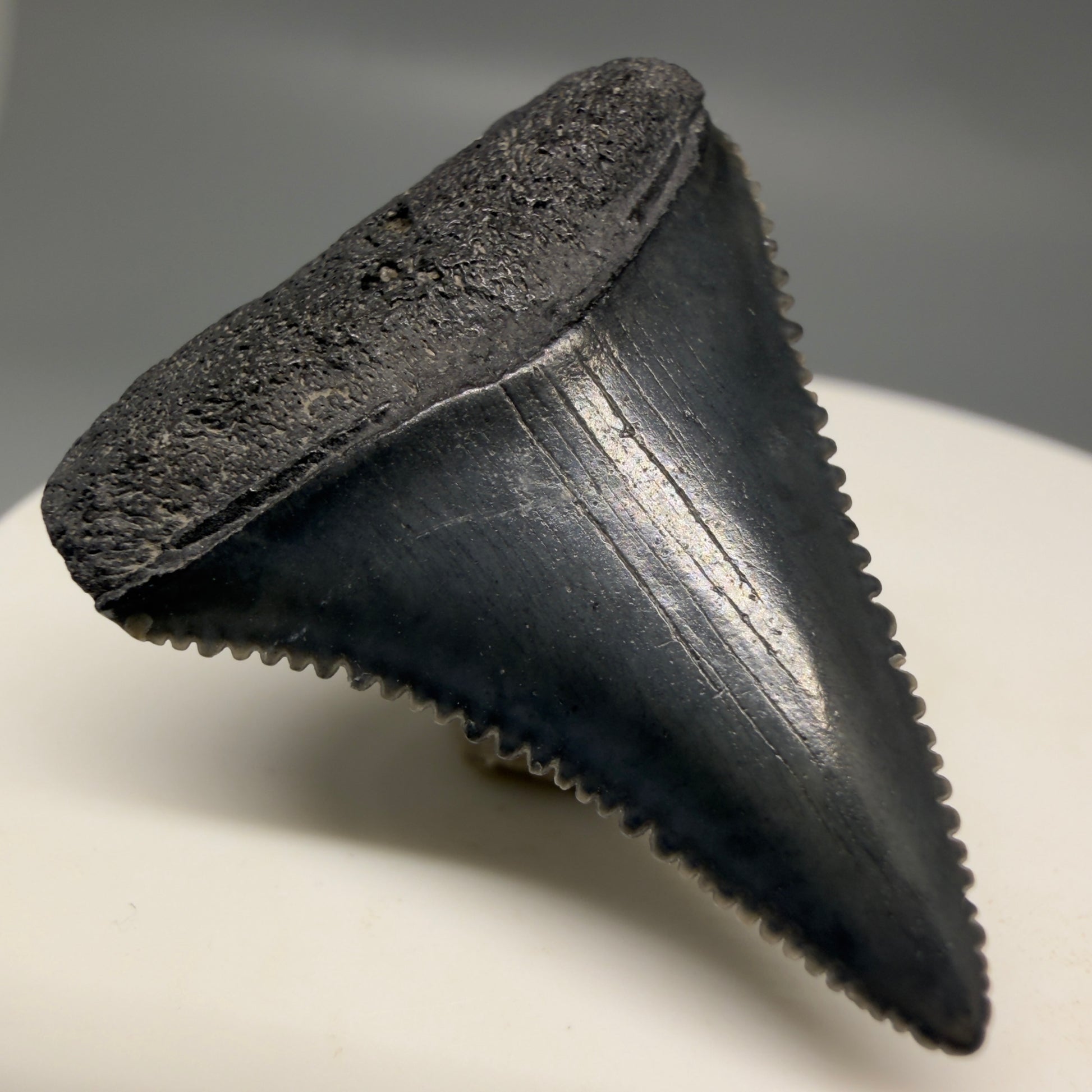Front Left View Gorgeous dark colors, serrated 1.32" Fossil Great White Shark Tooth - South Carolina GW1325