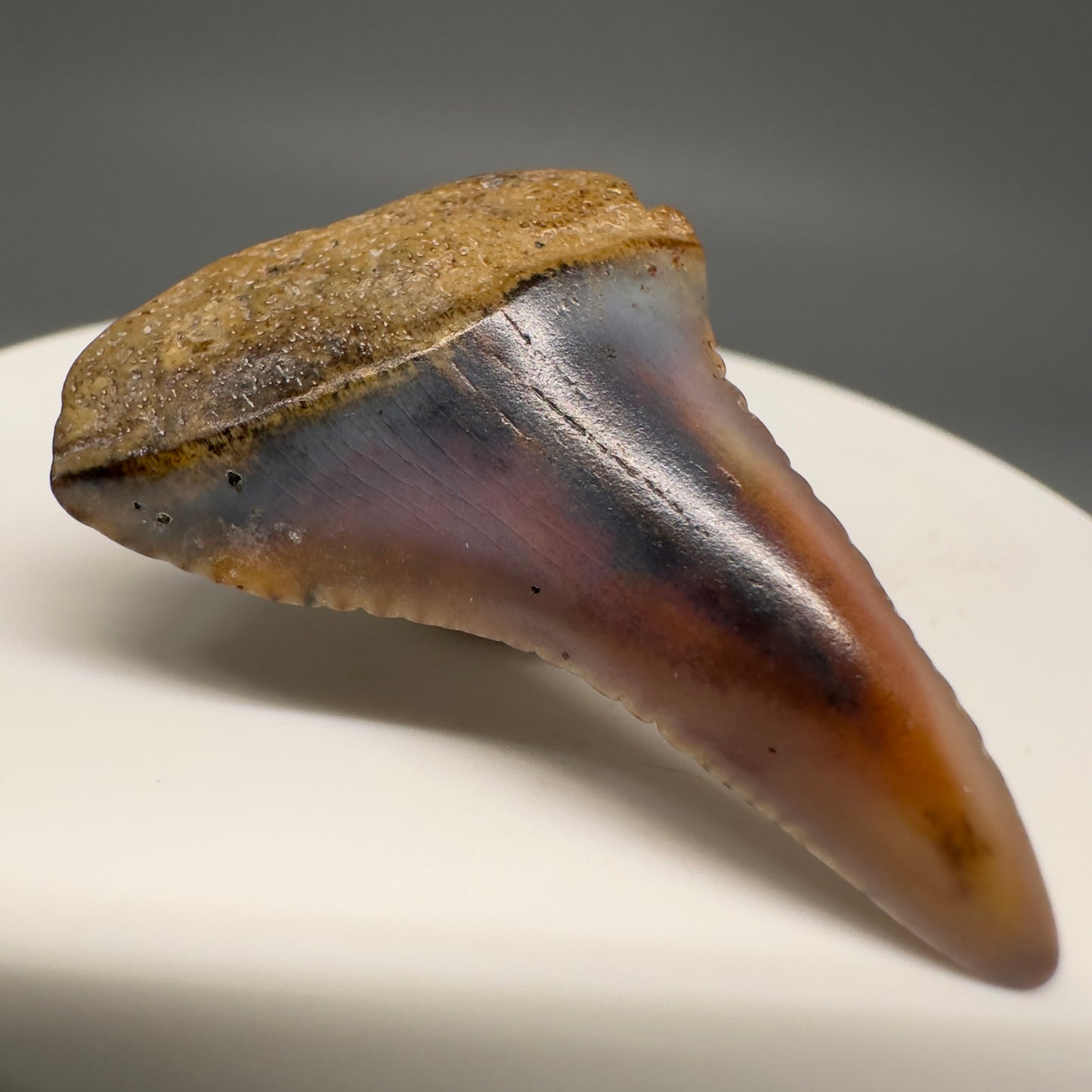 Very colorful 1.48" Fossil Great White Shark Tooth from Sacaco, Peru GW1201 - Front Left