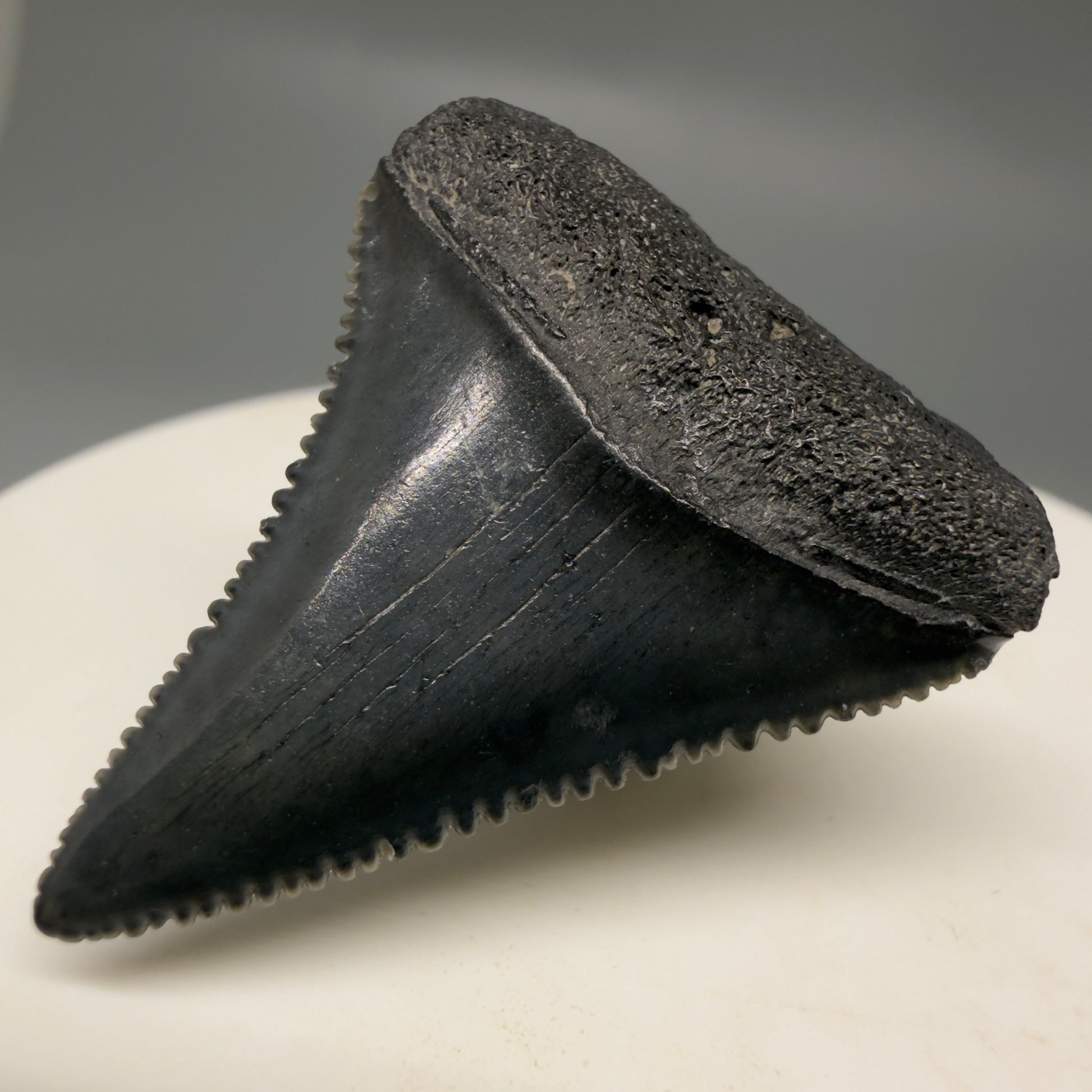 Front Right View Gorgeous dark colors, serrated 1.32" Fossil Great White Shark Tooth - South Carolina GW1325
