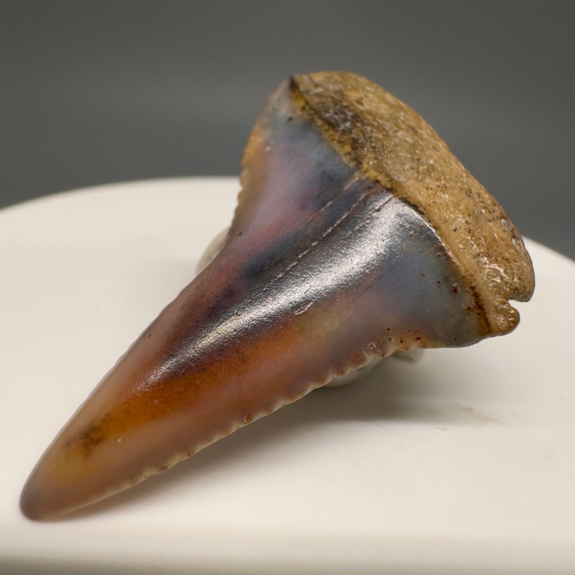 Very colorful 1.48" Fossil Great White Shark Tooth from Sacaco, Peru GW1201 - Front Right