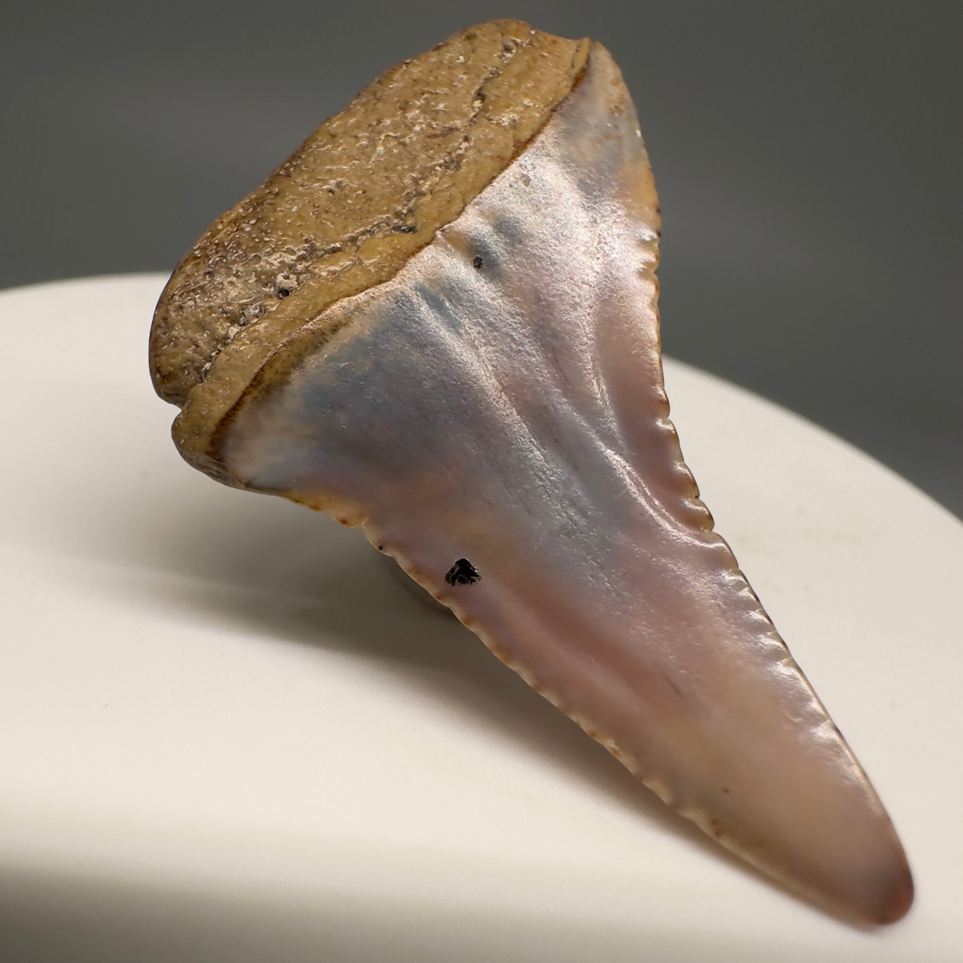 Very colorful 1.48" Fossil Great White Shark Tooth from Sacaco, Peru GW1201 - Back Left