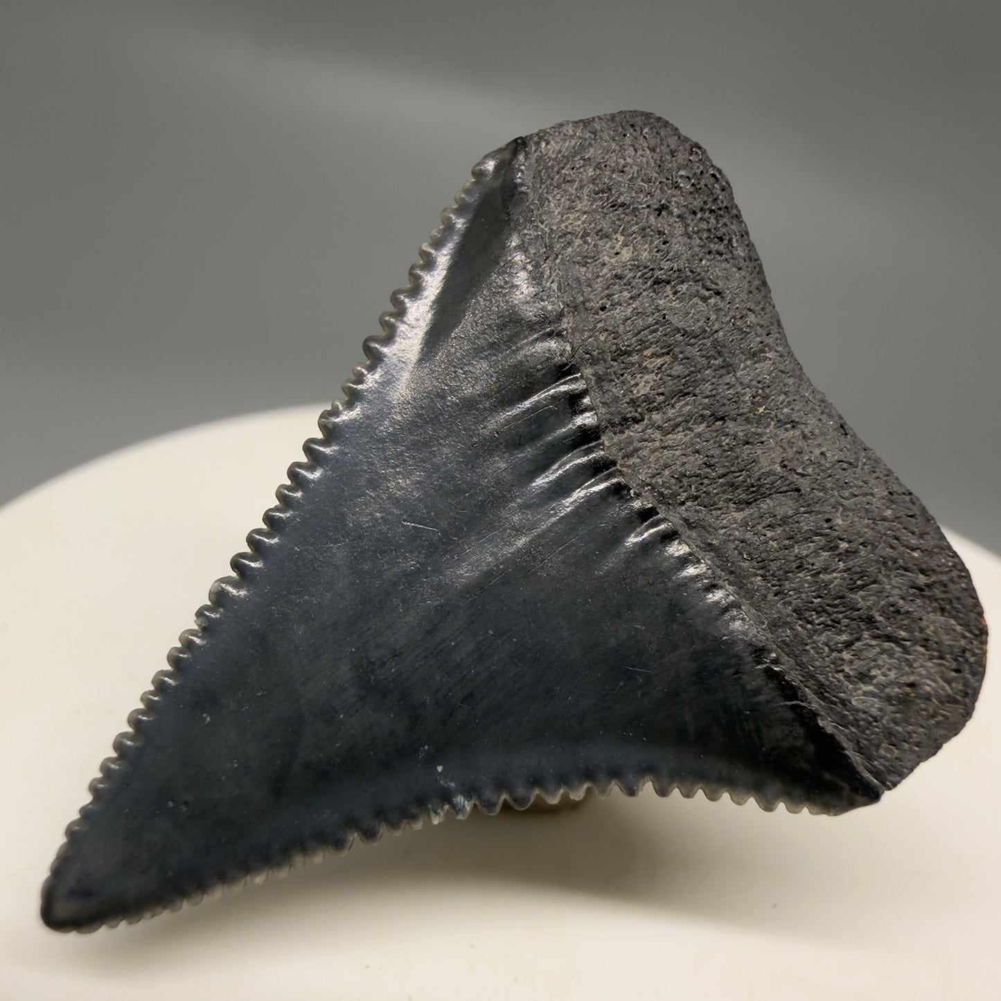 Back Right View Gorgeous dark colors, serrated 1.32" Fossil Great White Shark Tooth - South Carolina GW1325