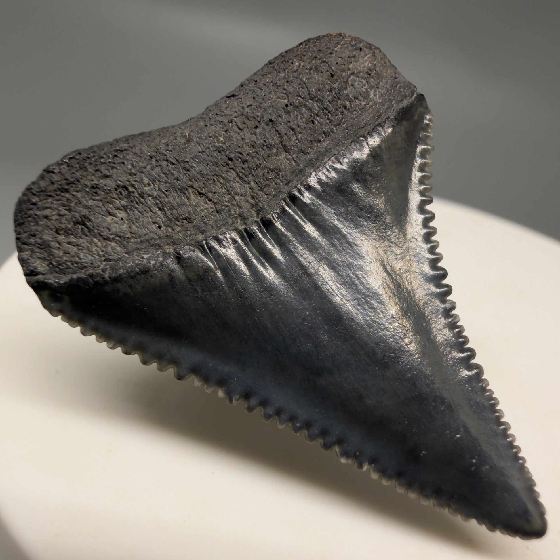 Back Left View Gorgeous dark colors, serrated 1.32" Fossil Great White Shark Tooth - South Carolina GW1325