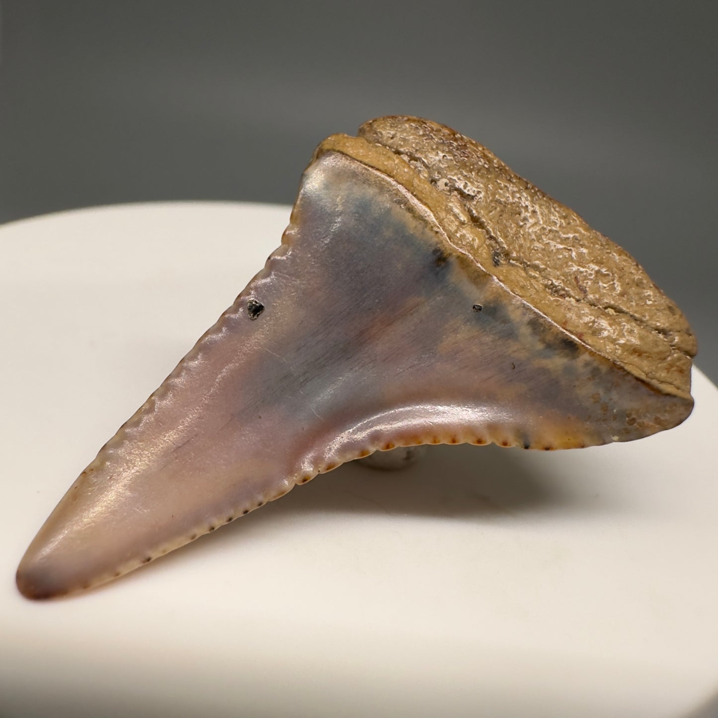Very colorful 1.48" Fossil Great White Shark Tooth from Sacaco, Peru GW1201 - Back Right