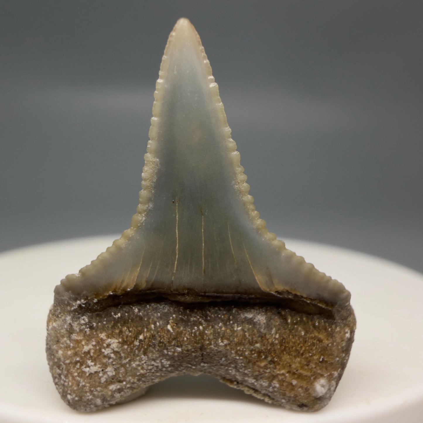 Back View Very colorful, sharply serrated 1.05" long Fossil Great White Tooth from the deserts of Peru GW1317