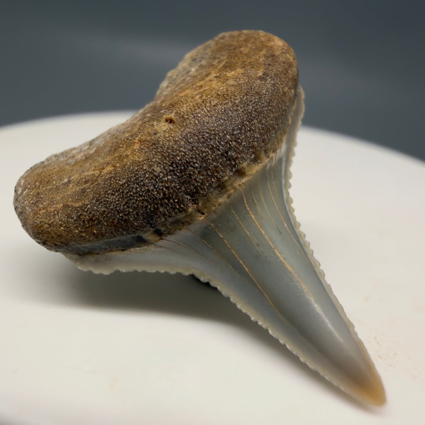 Front Left View Very colorful, sharply serrated 1.05" long Fossil Great White Tooth from the deserts of Peru GW1317