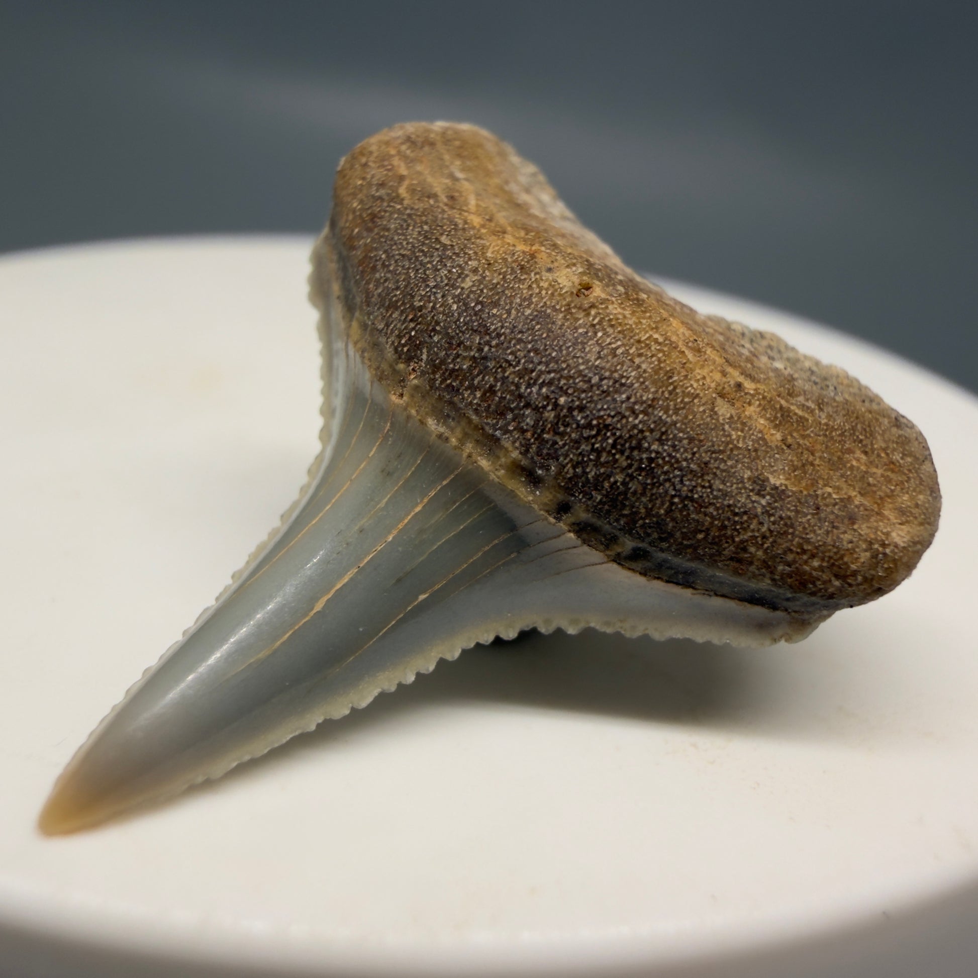 Front Right View Very colorful, sharply serrated 1.05" long Fossil Great White Tooth from the deserts of Peru GW1317