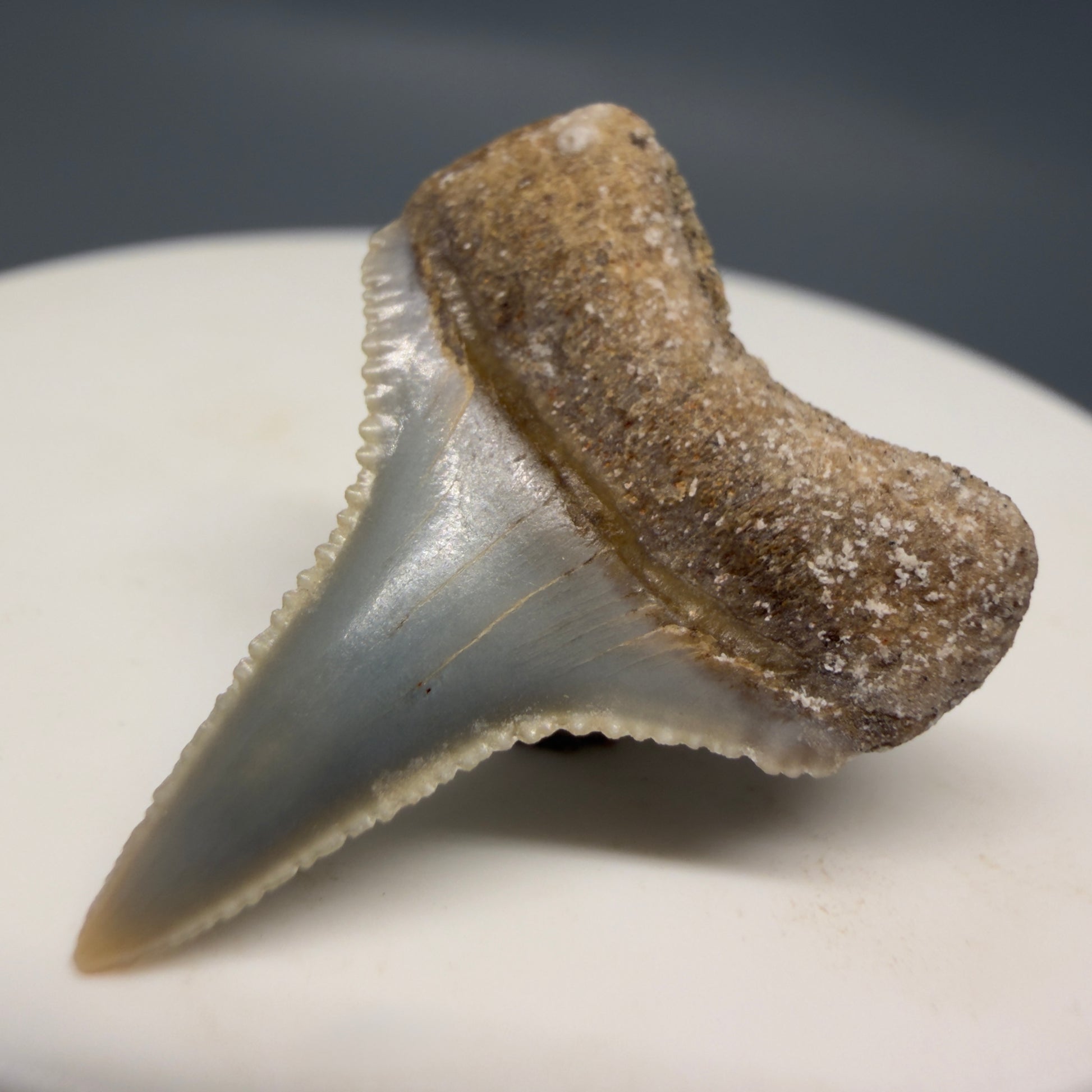 Back Right View Very colorful, sharply serrated 1.05" long Fossil Great White Tooth from the deserts of Peru GW1317