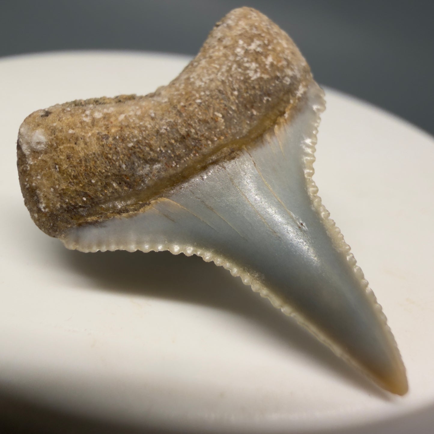 Back Left View Very colorful, sharply serrated 1.05" long Fossil Great White Tooth from the deserts of Peru GW1317