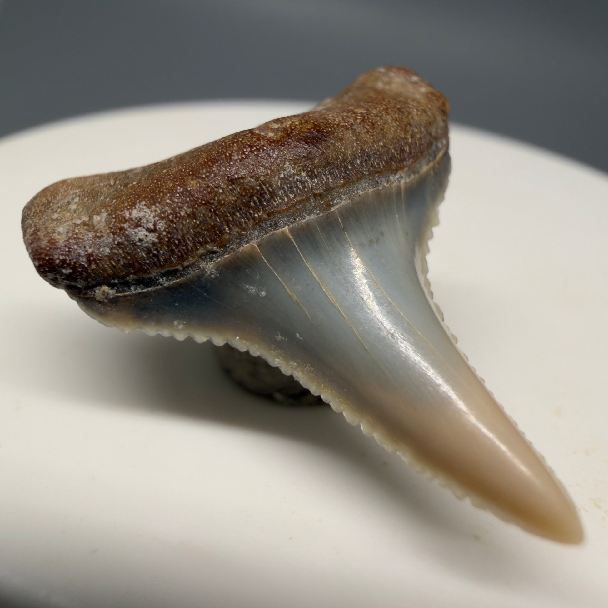 Front Left View Very colorful, sharply serrated 1.06" long Fossil Great White Tooth from the deserts of Peru GW1316